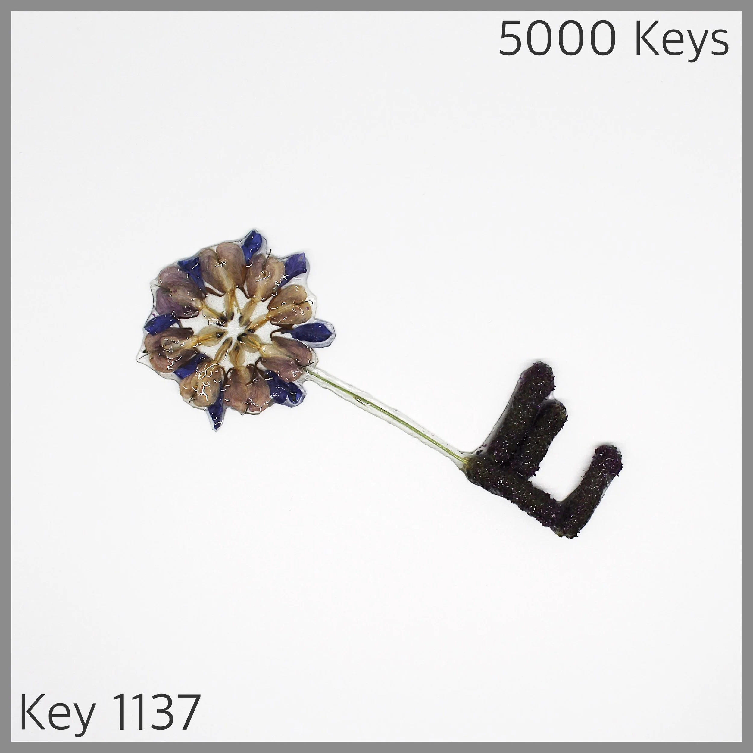 Key 1137 - 1.JPG