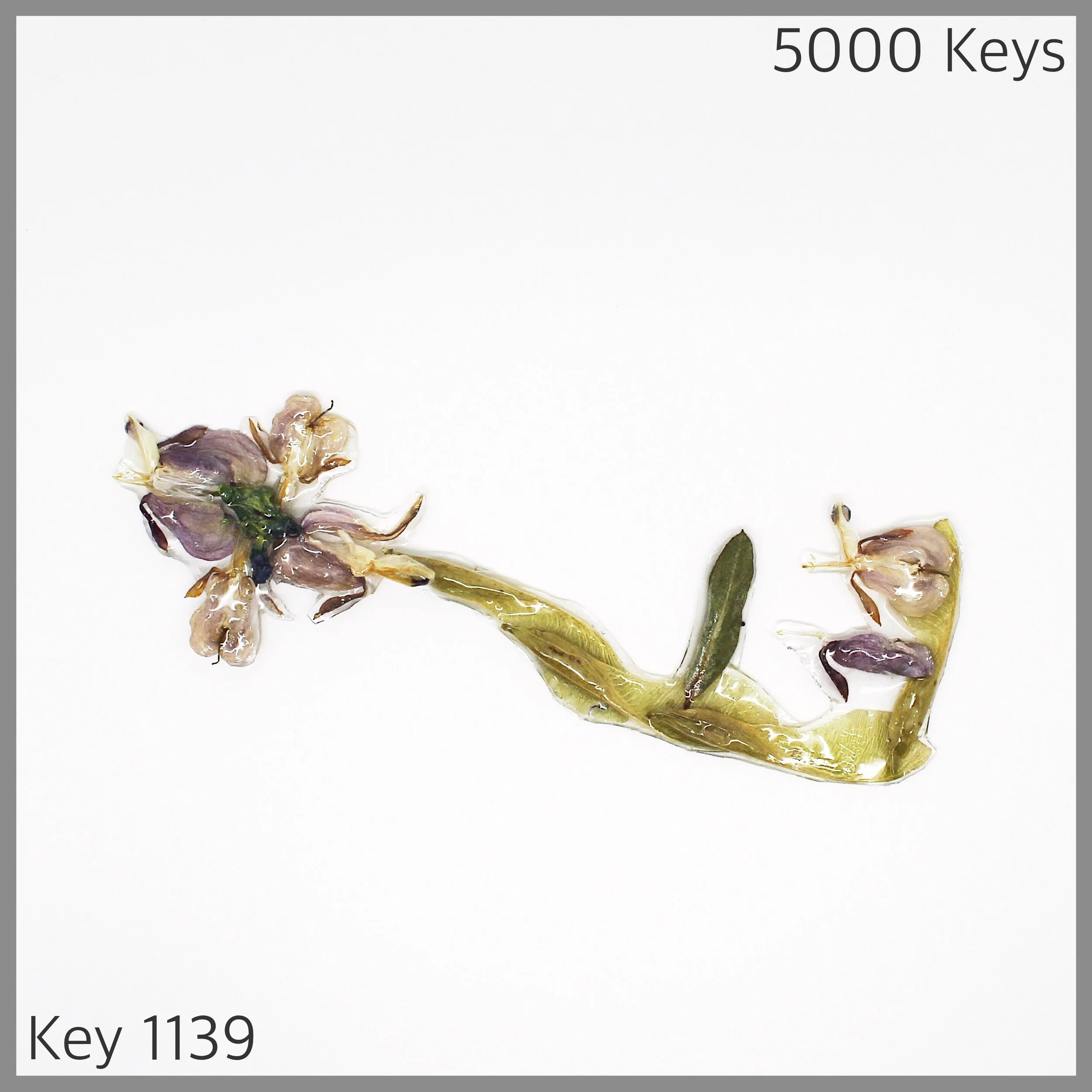 Key 1139 - 1.JPG