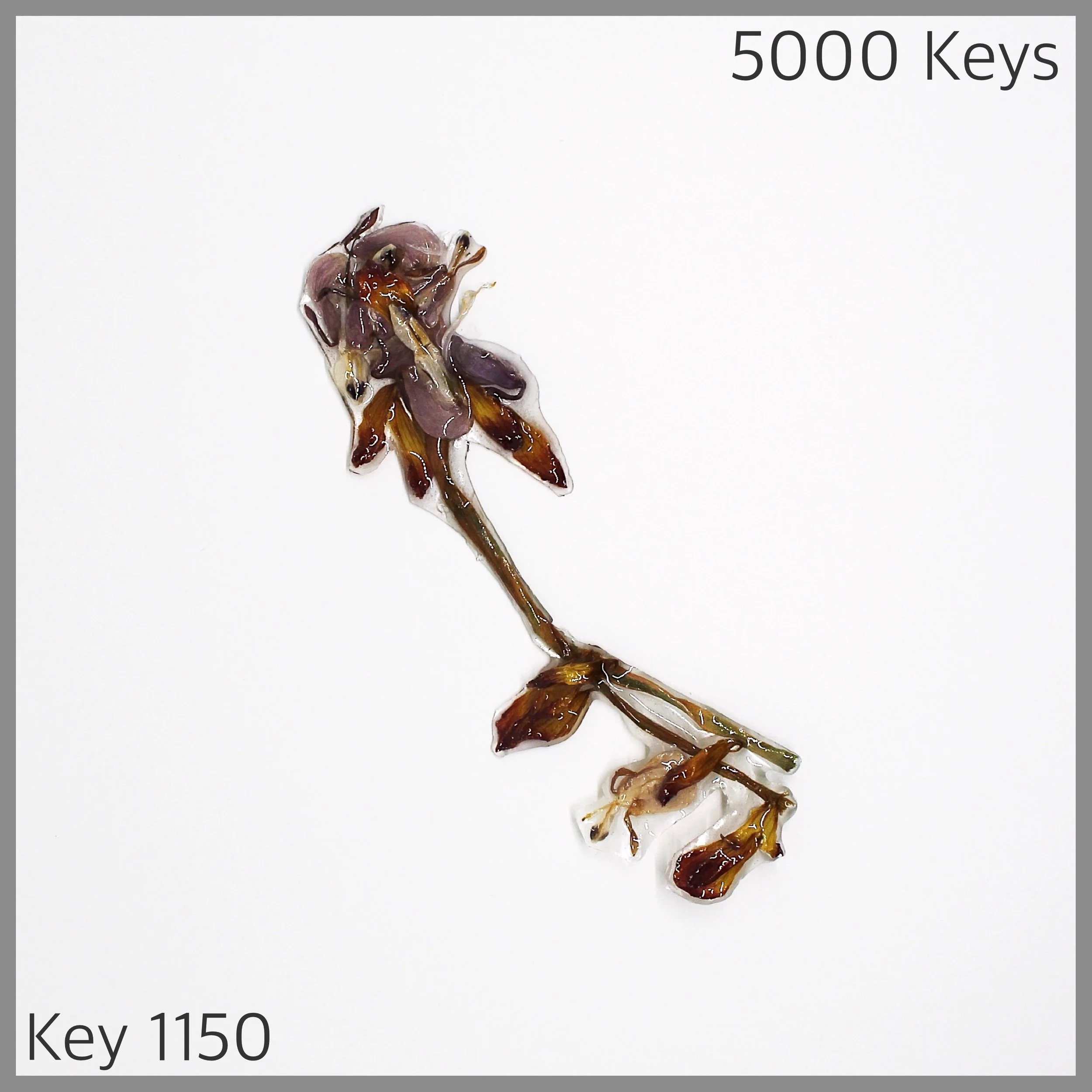 Key 1150 - 1.JPG