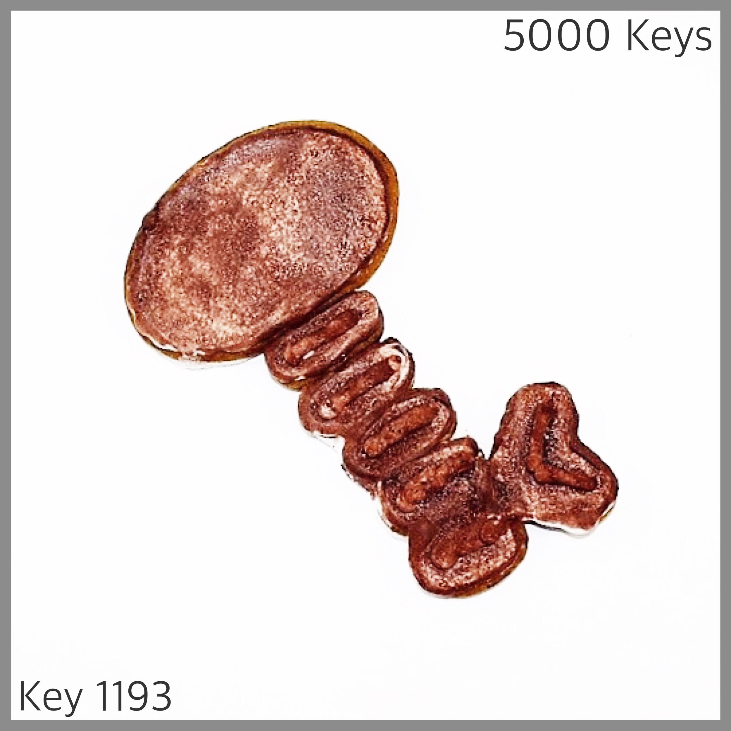 Key 1193 - 1.JPG