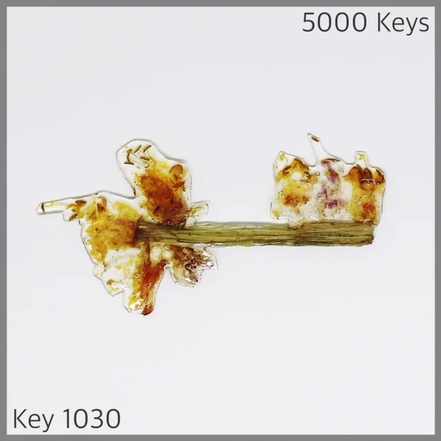 Key 1030 - 1.JPG