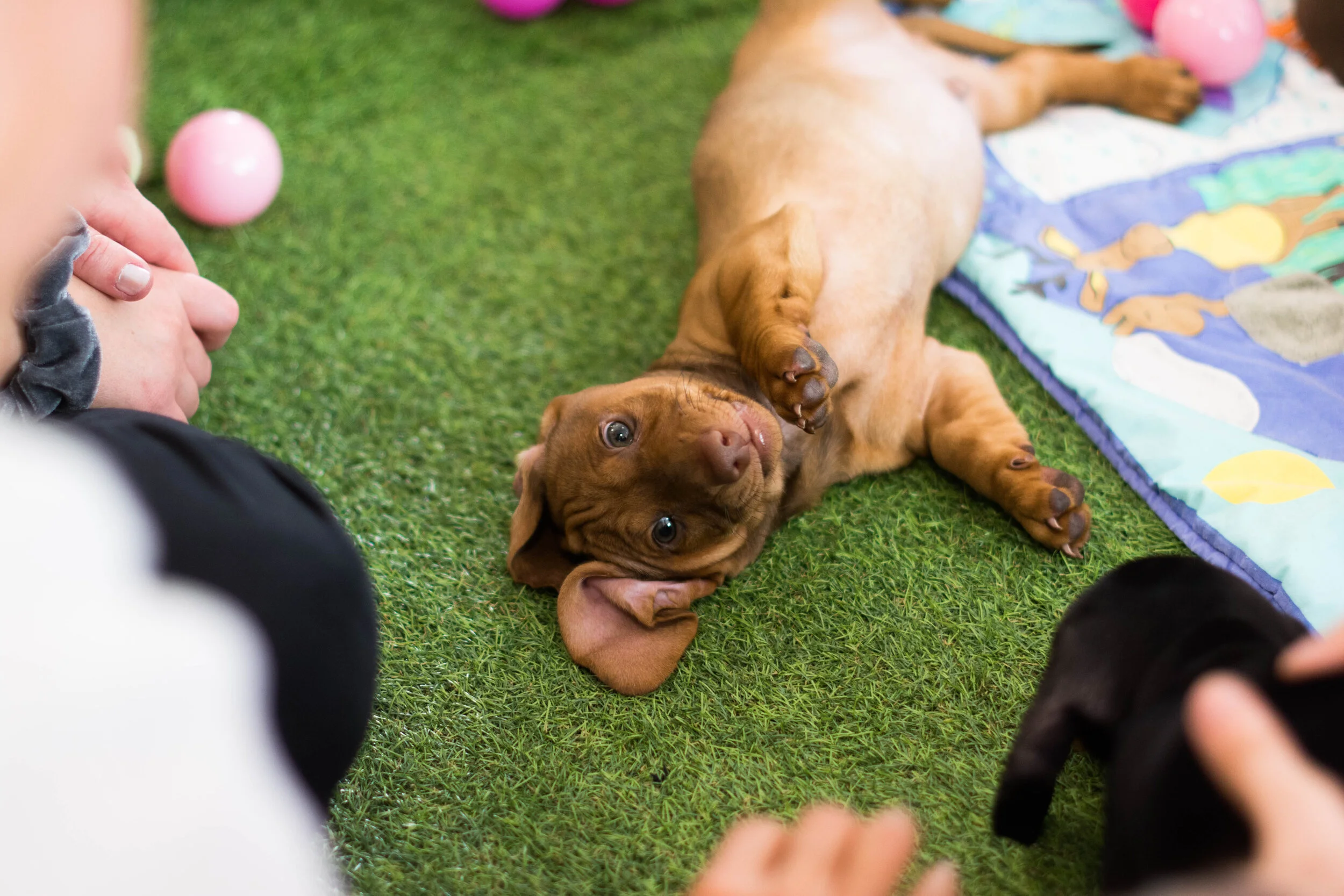 heytherepupper.jpg