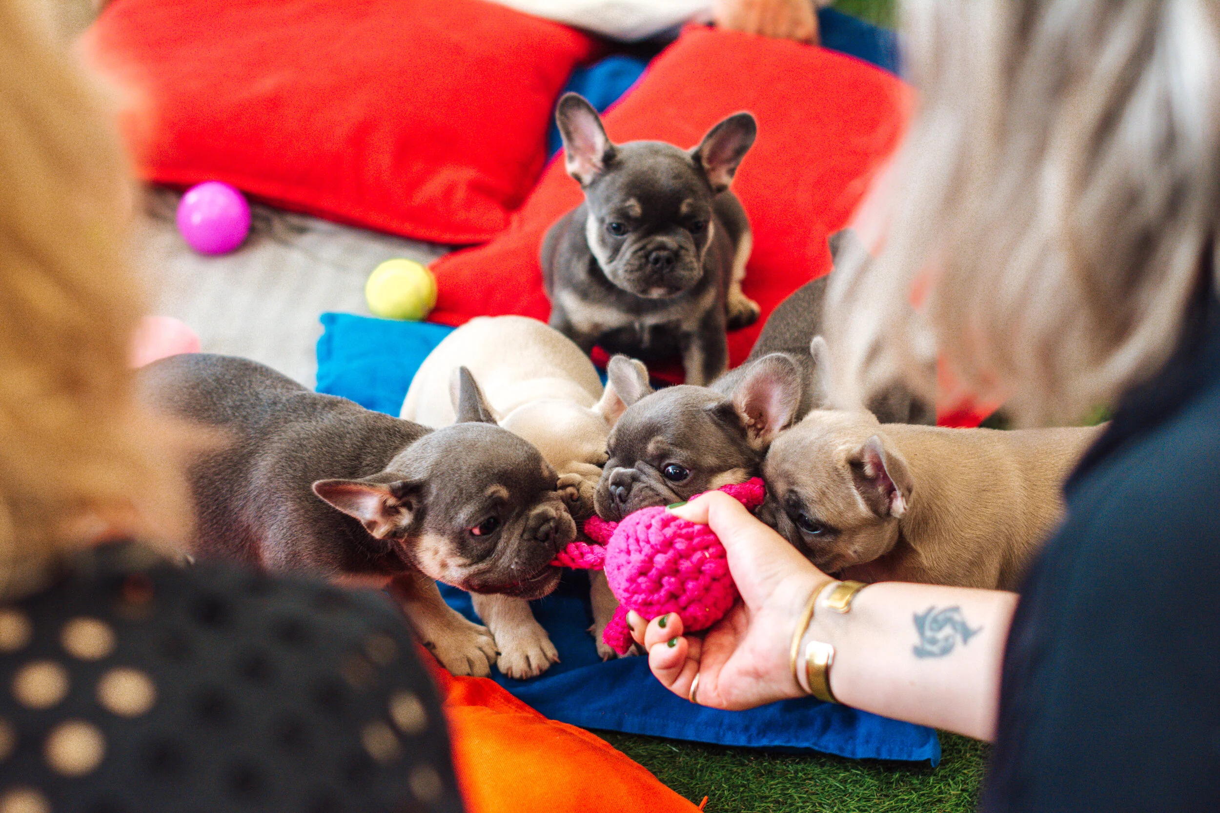 Pups playing