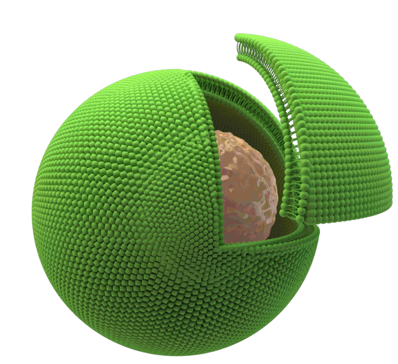 Cell in vesicle.png