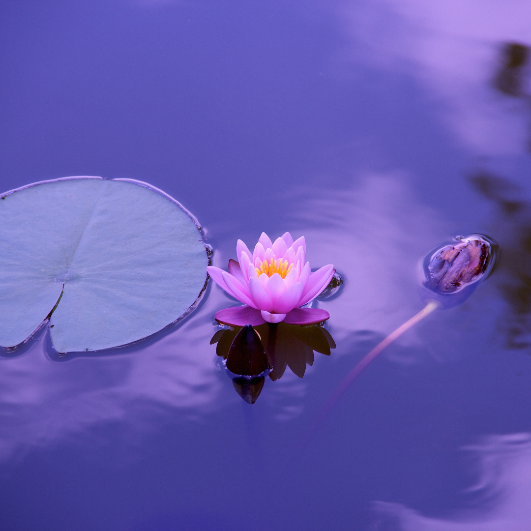 8-week online somatic healing course for women self-paced