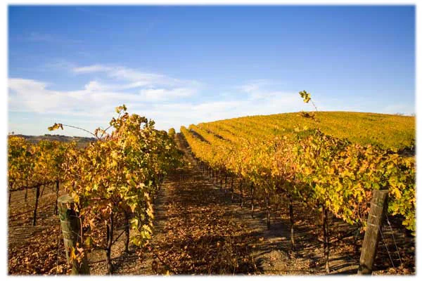 Viognier