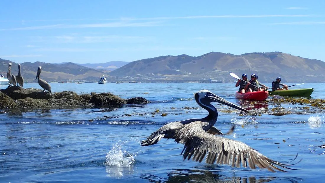 Avila Beach Paddlesports