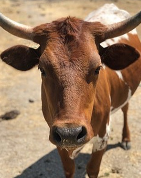 cow2.PNG