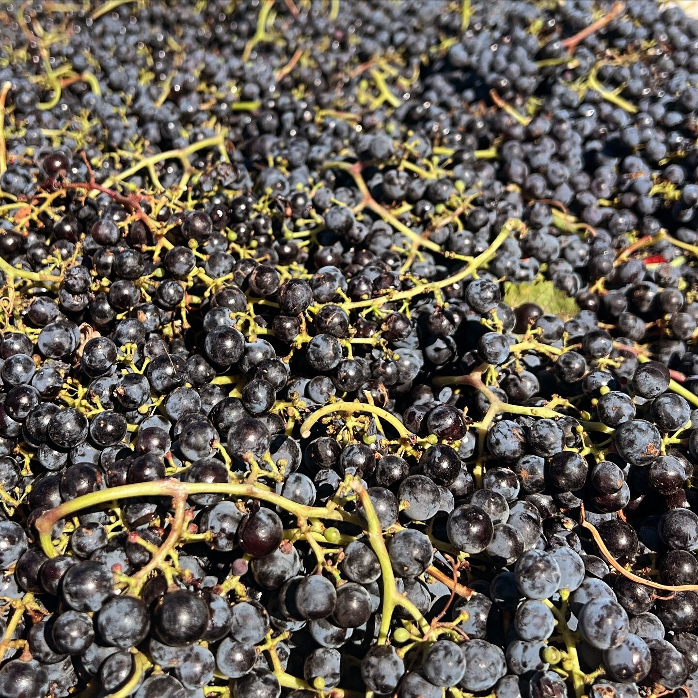 WE DID IT. We finally finished harvest. Yesterday we brought in the last of our grapes. It was by far the longest harvest we have seen on the ranch in as long as anyone can remember. Now back to everything else!!!