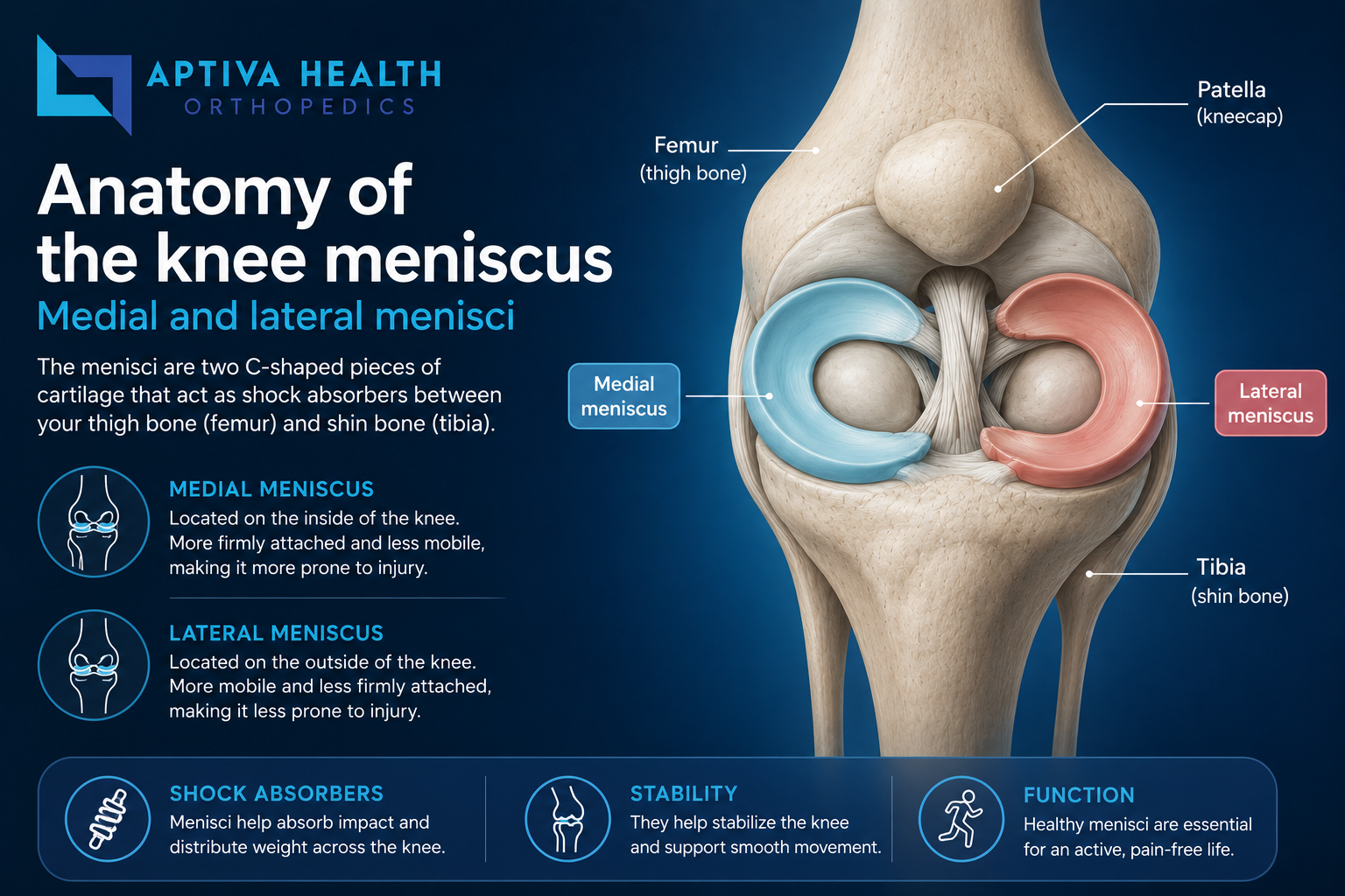 Anatomy of a Knee Meniscus