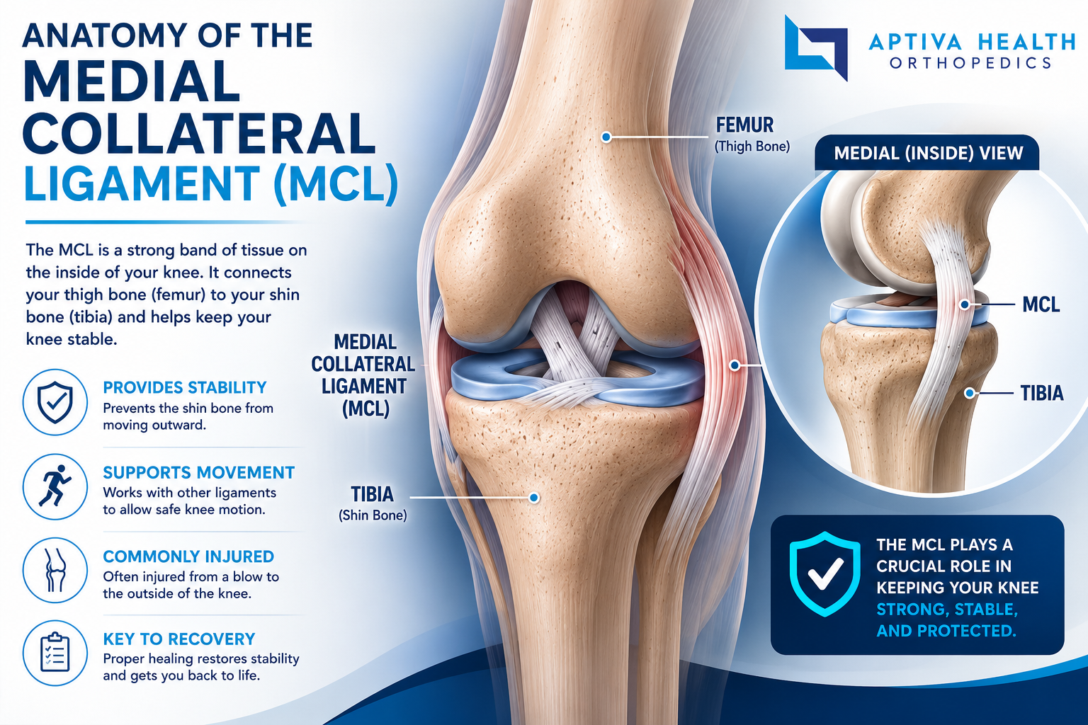 Anatomy of the MCL