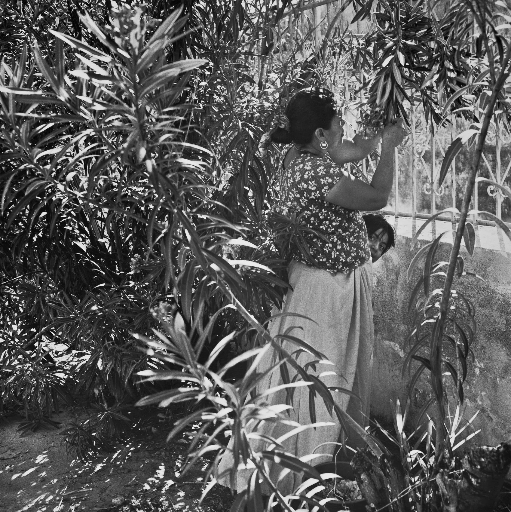 Reid Yalom, Flowers , silver gelatin print