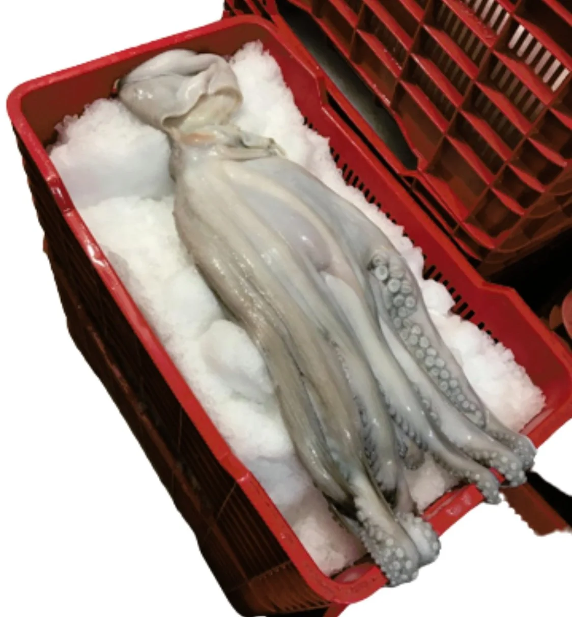Fortuna Sea Products Inc. Frozen Seafood Importers and Wholesalers