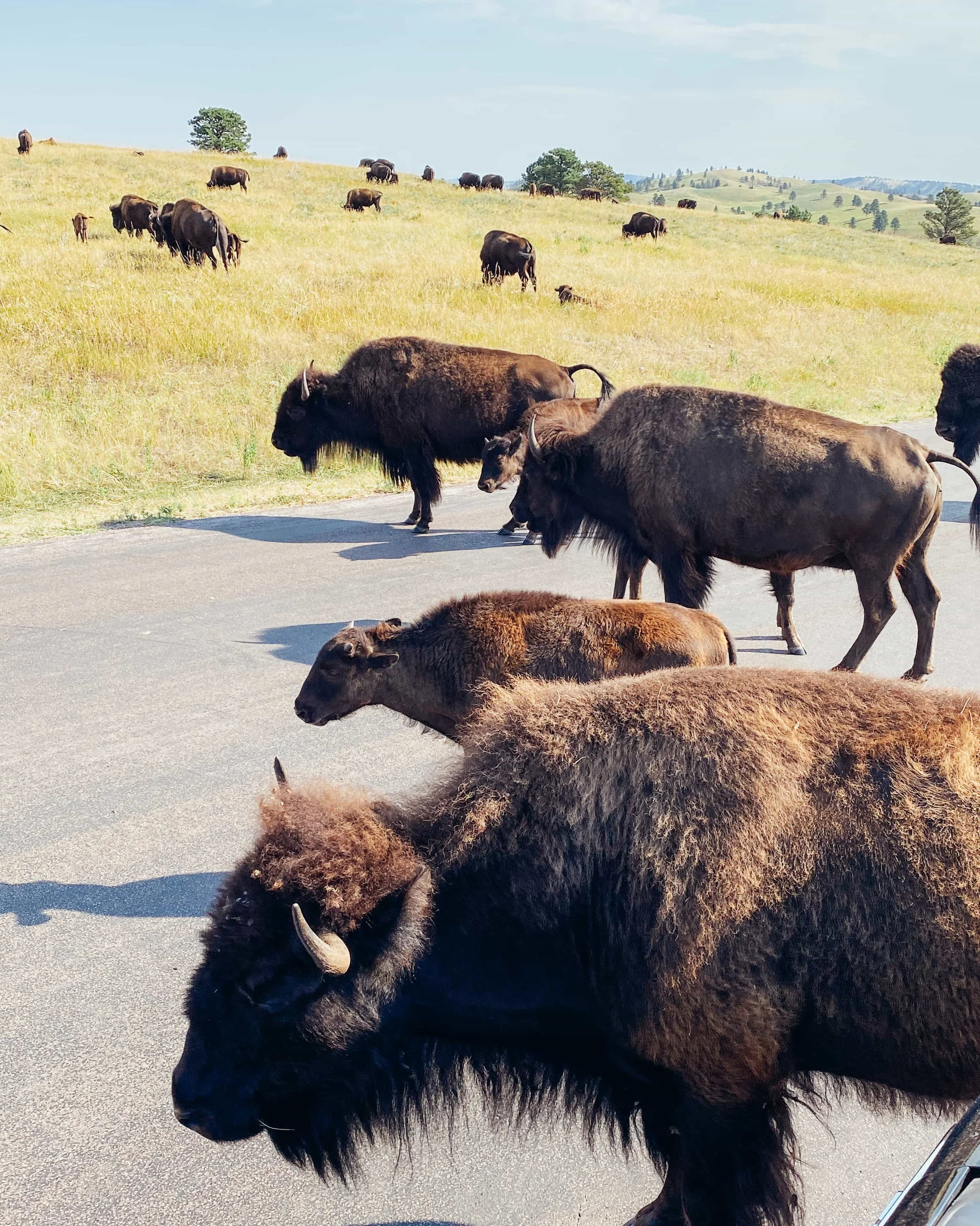 When is the best time to visit Yellowstone National Park?