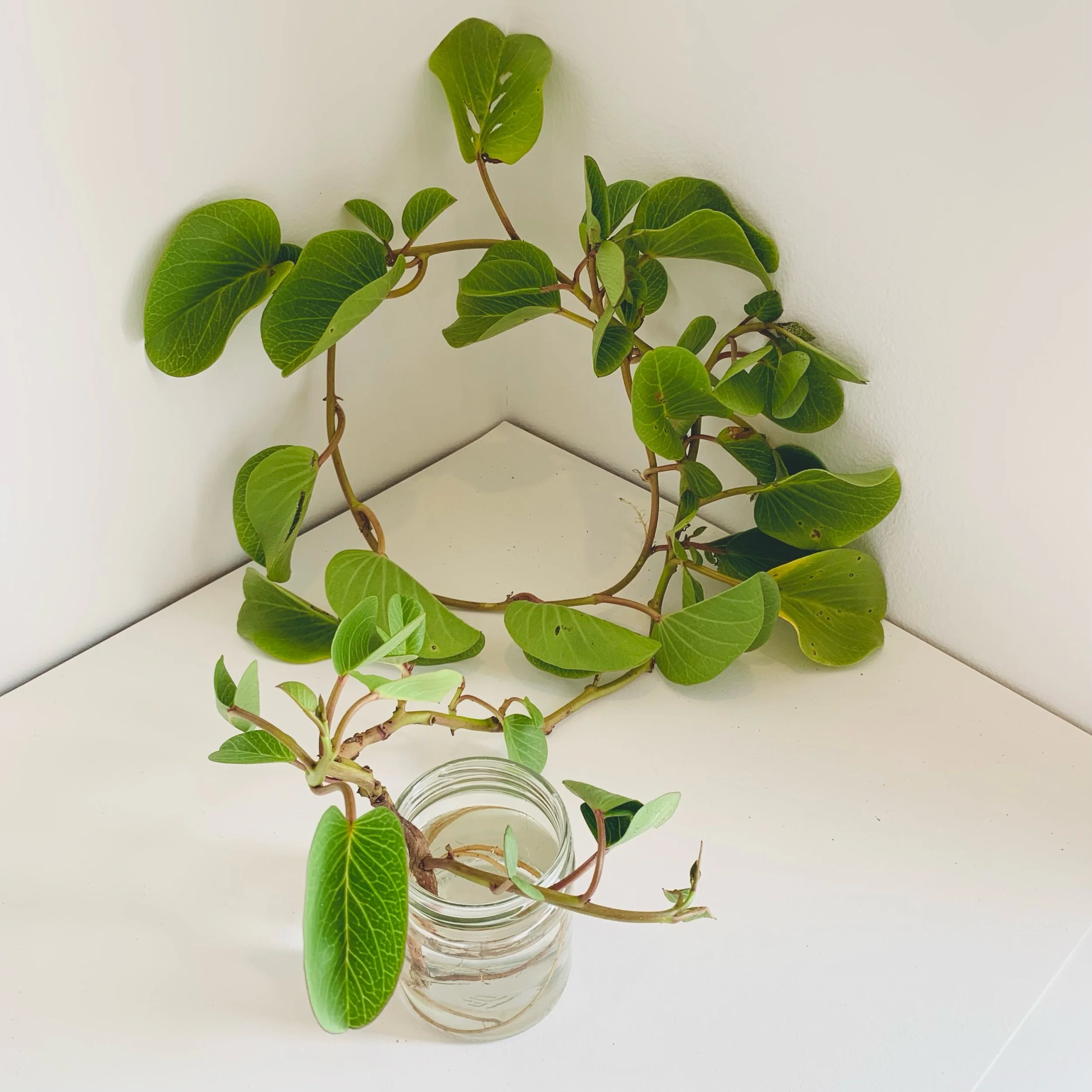  Kavanayén. Miracle. 2025  Local plant, water and glass jar 24 x 12 in 61 x &nbsp;30 cm 