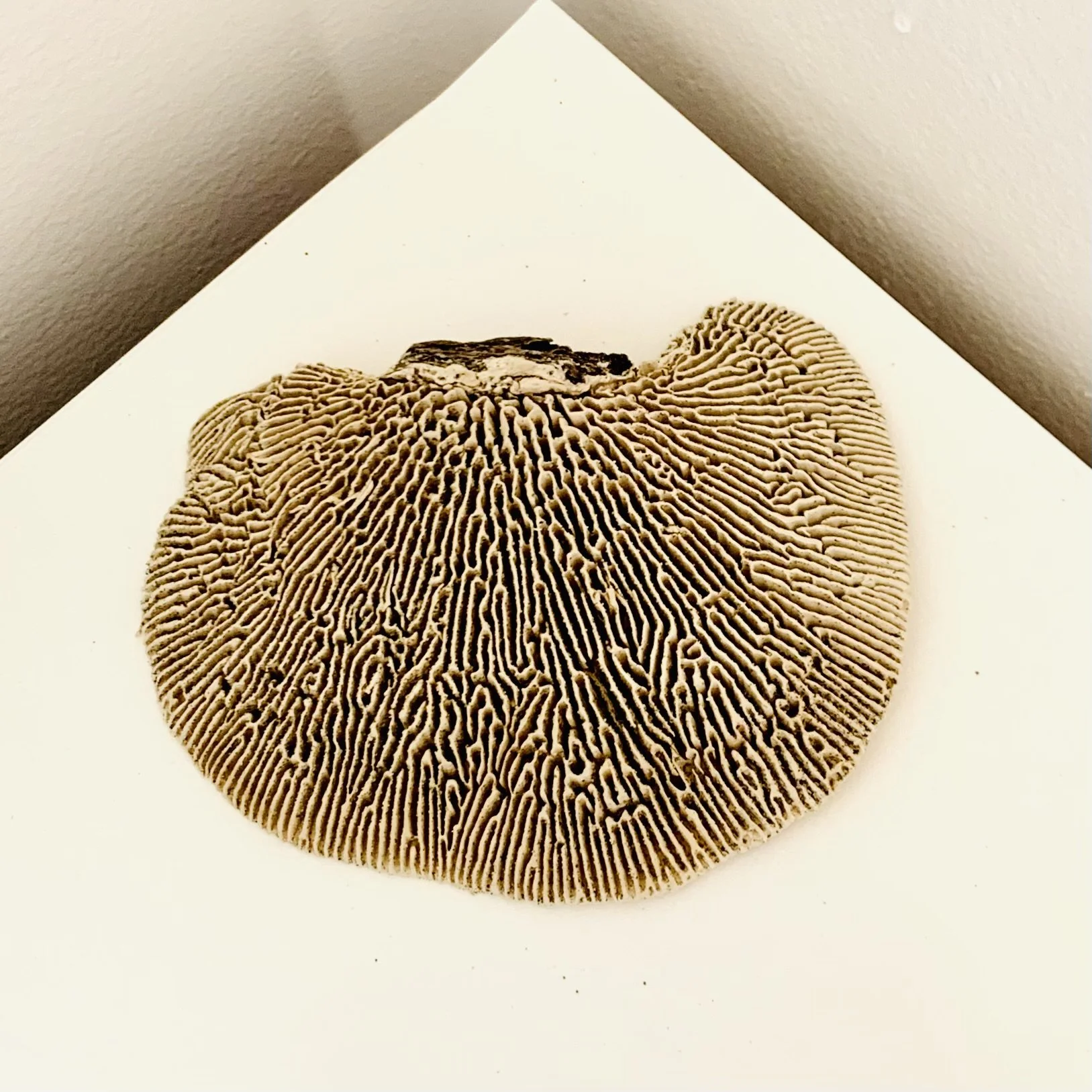  Kavanayén. Baby. 2025  Local rock and gouache 3 × 3 in 7.6 × 7.6 cm 