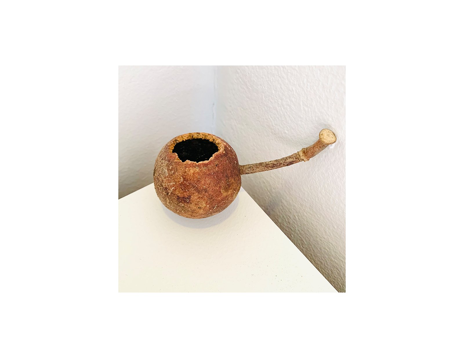  Kavanayén. Pipa de la paz. 2025  Plant seed 3 × 3 in 7.6 × 7.6 cm 