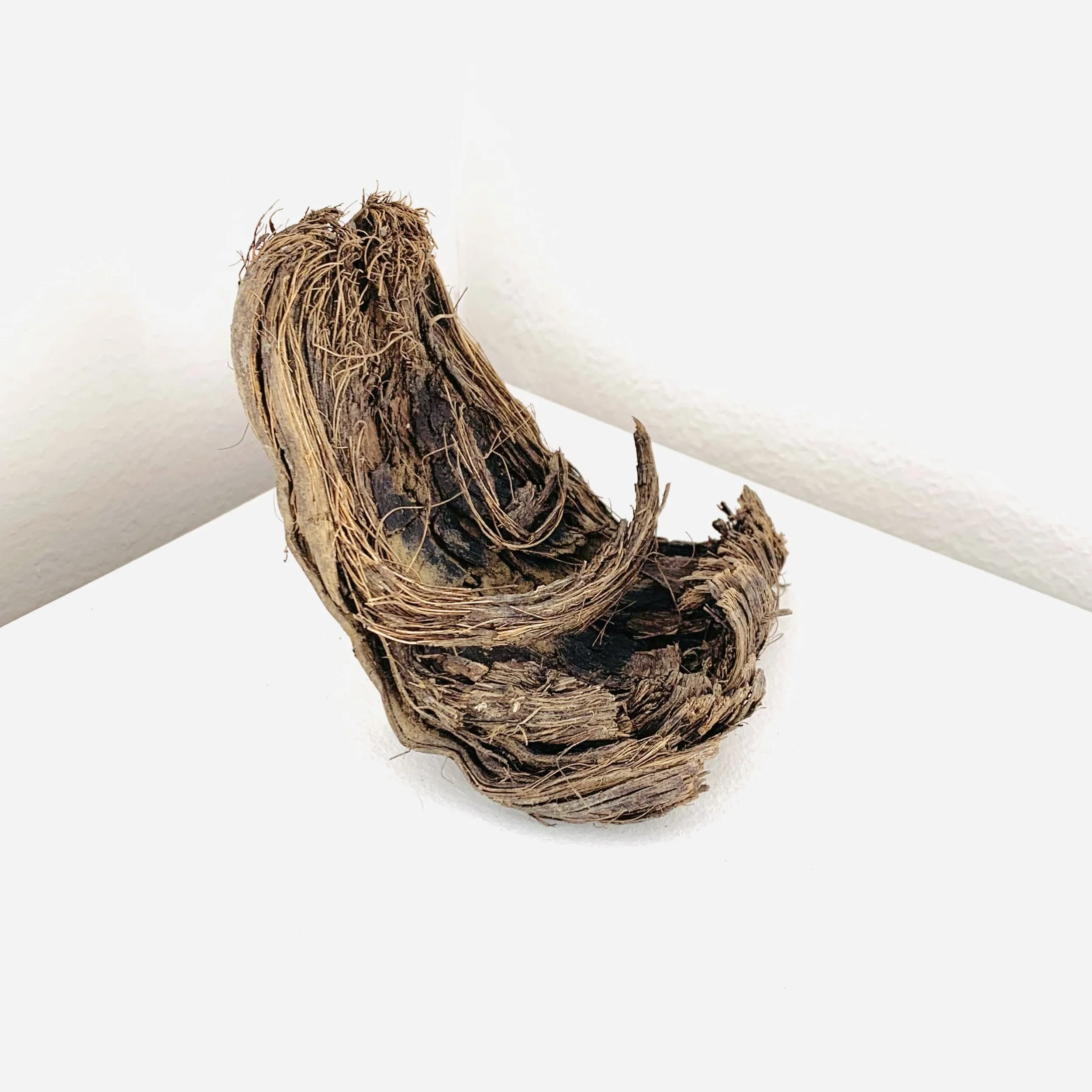  Kavanayén. Pipa de la paz. 2025  Coconut 3 × 3 in 7.6 × 7.6 cm 