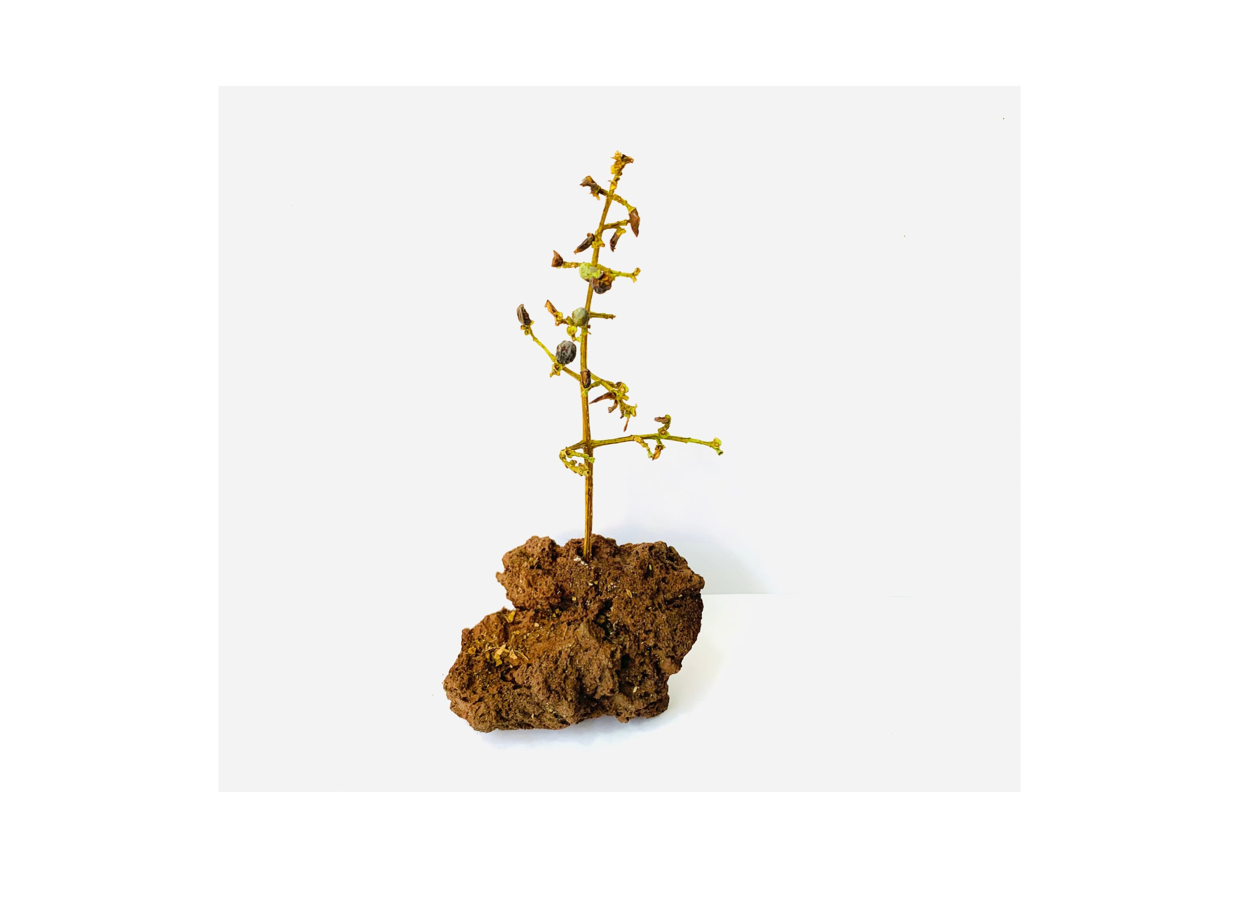  Kavanayén. Árbol / tree. 2026  Tree branch and volcanic rock 9 × 12 in 23 × 30 cm 