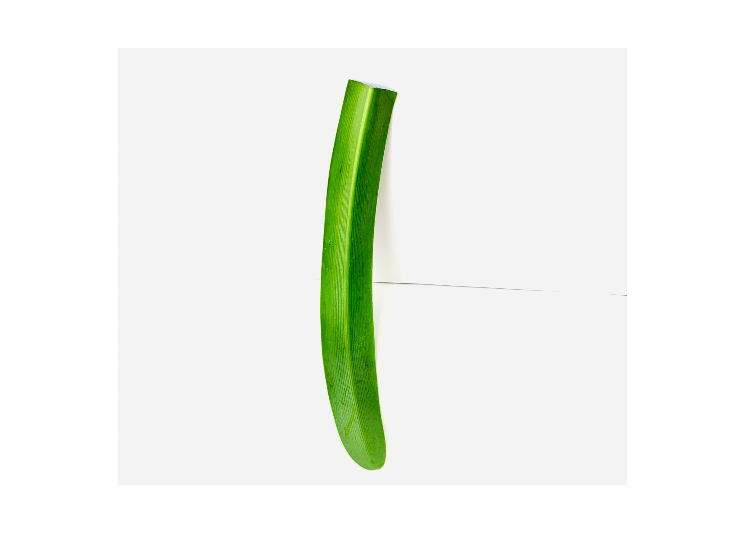  Kavanayén. Tobogán / slide. 2026  leave 9 × 12 in 23 × 30 cm 