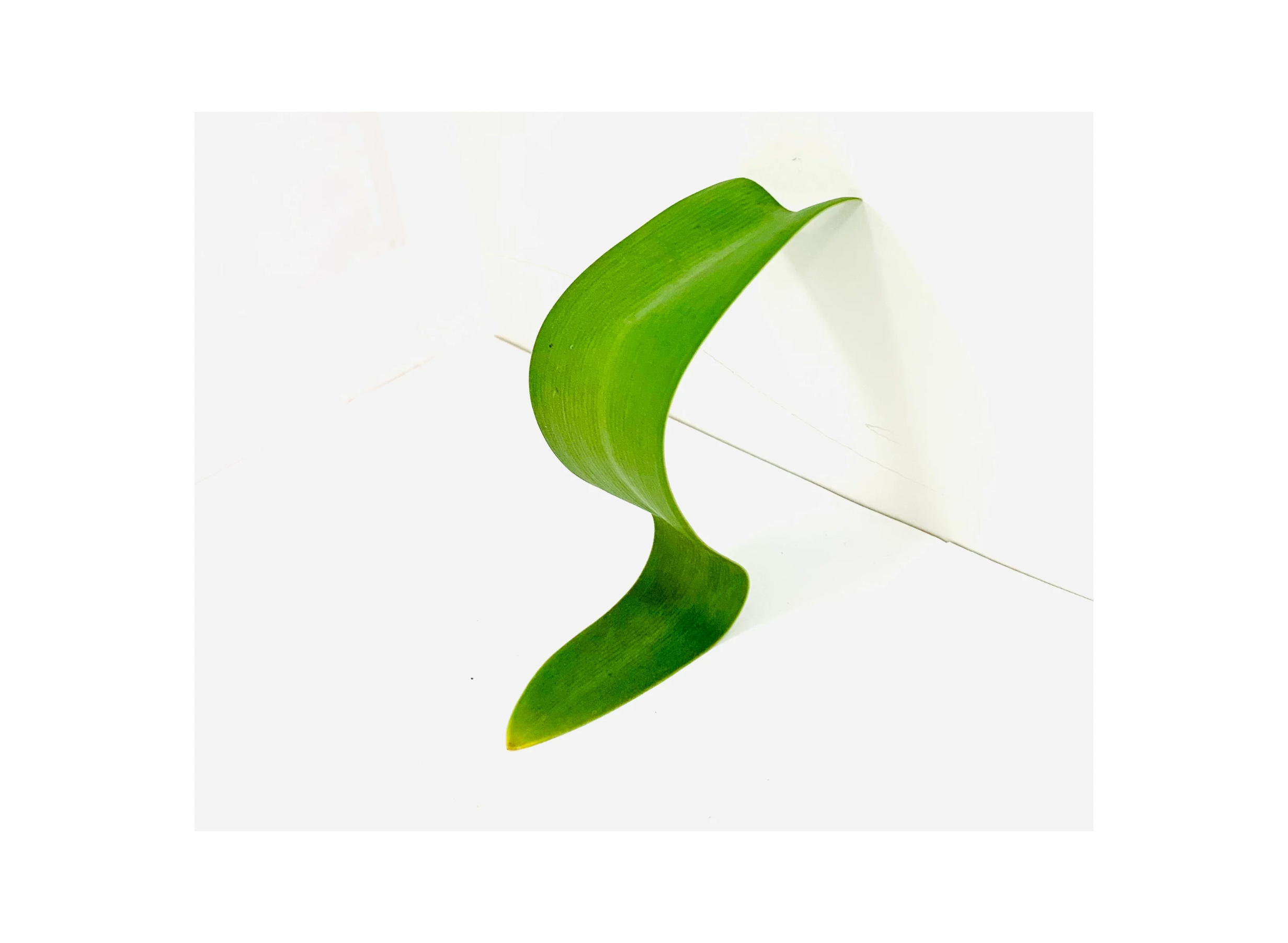  Kavanayén. Chair. 2026  leave 9 × 12 in 23 × 30 cm 