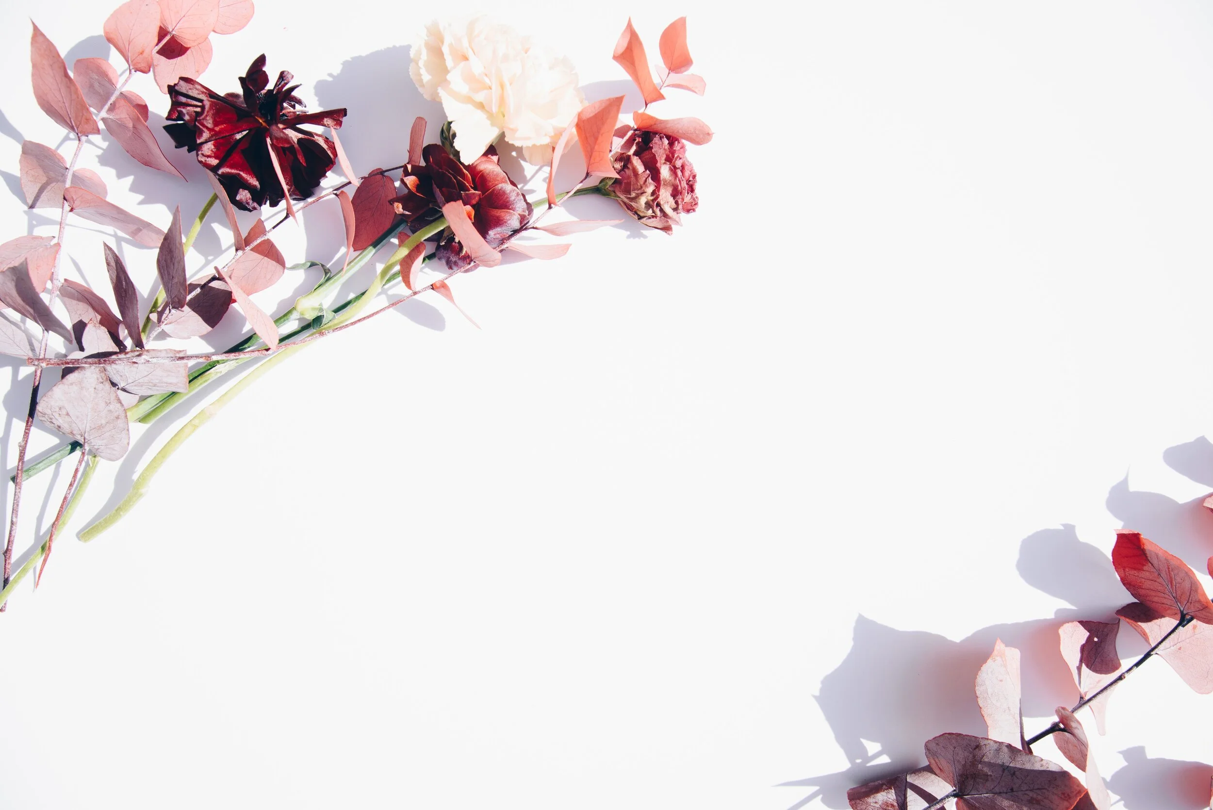 pink-and-white-flowers-on-white-wall-2395249.jpg
