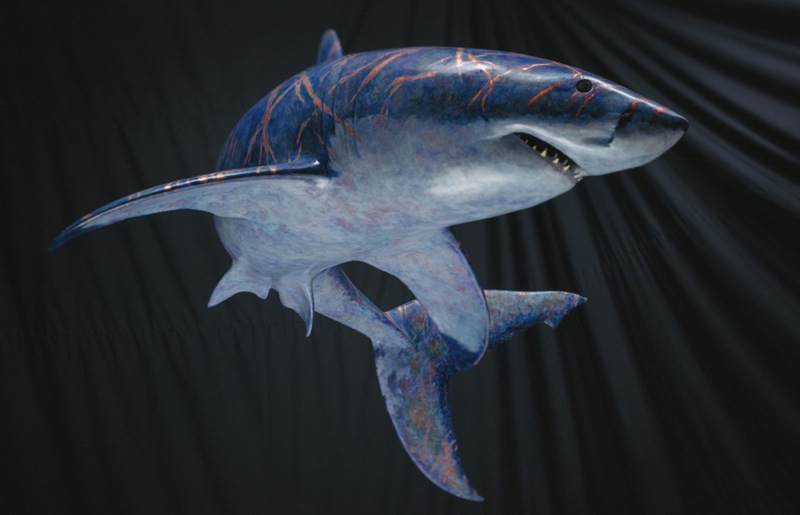 Carcharodon Carcharias