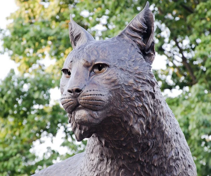 UK Wildcat - 4_moo-sb_Wildcat489_14_moo1-1p3_.jpg