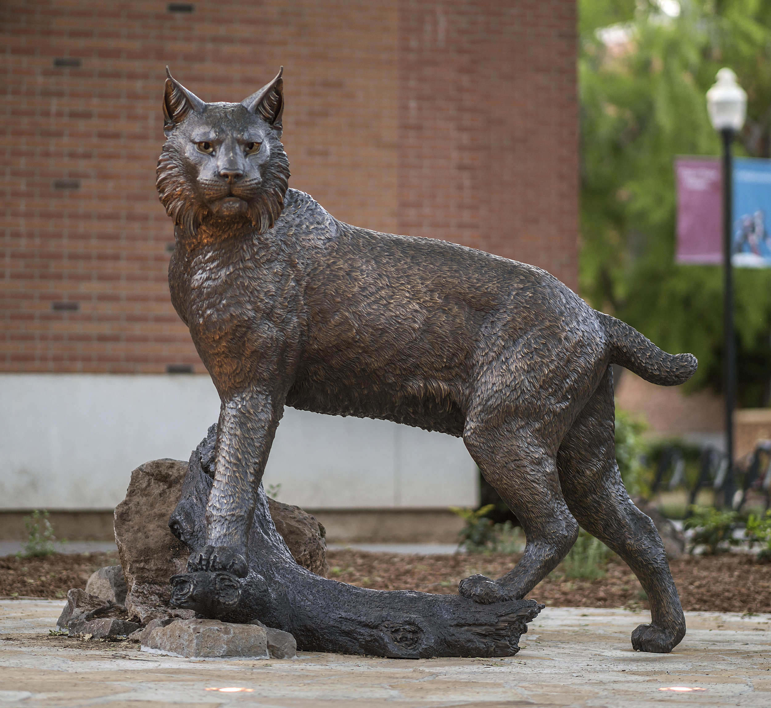 California State University Chico Wildcat