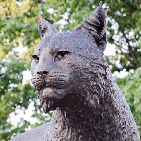 UK+Wildcat+-+4_moo-sb_Wildcat489_14_moo1-1p3_.jpg
