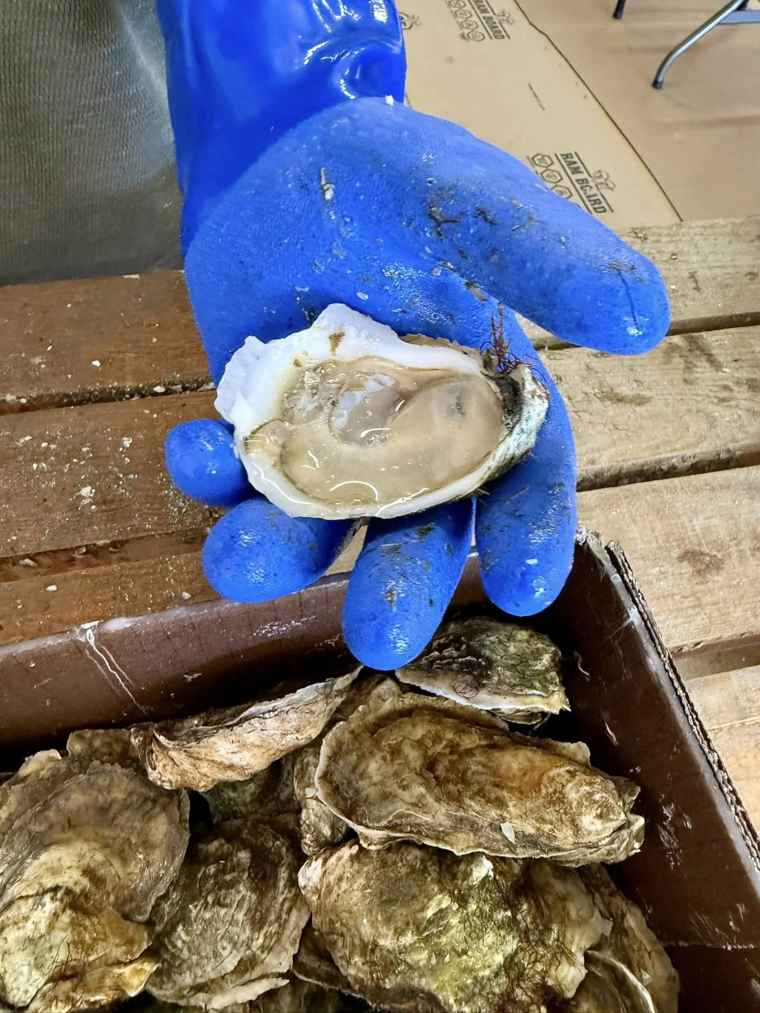oysters2.jpg