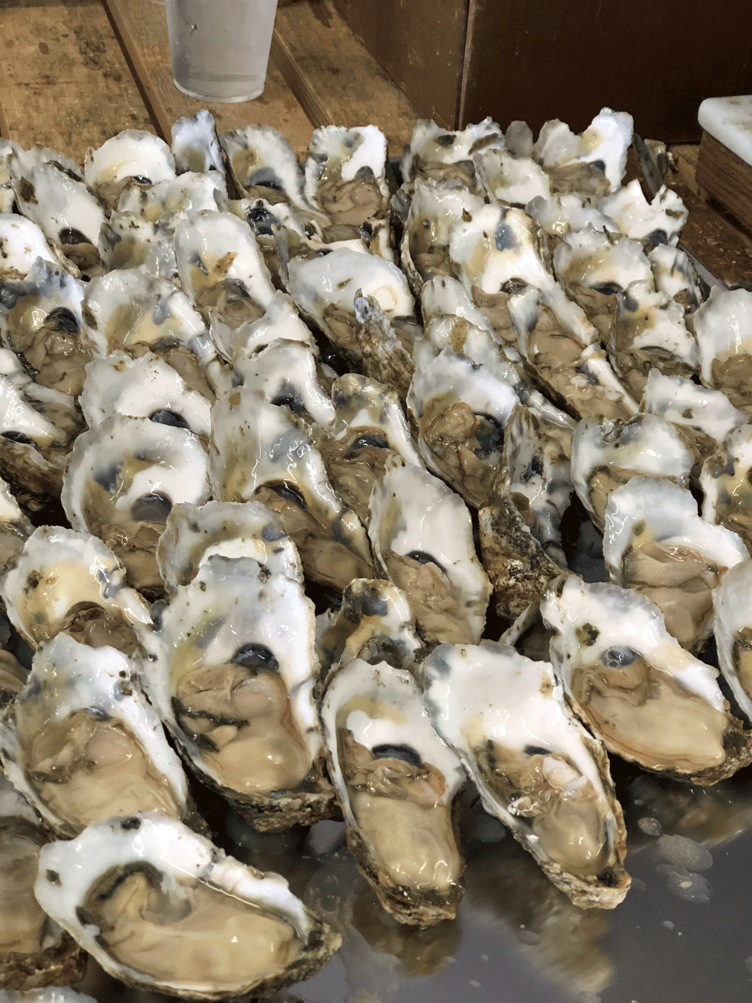 on-the-half-shell.gif