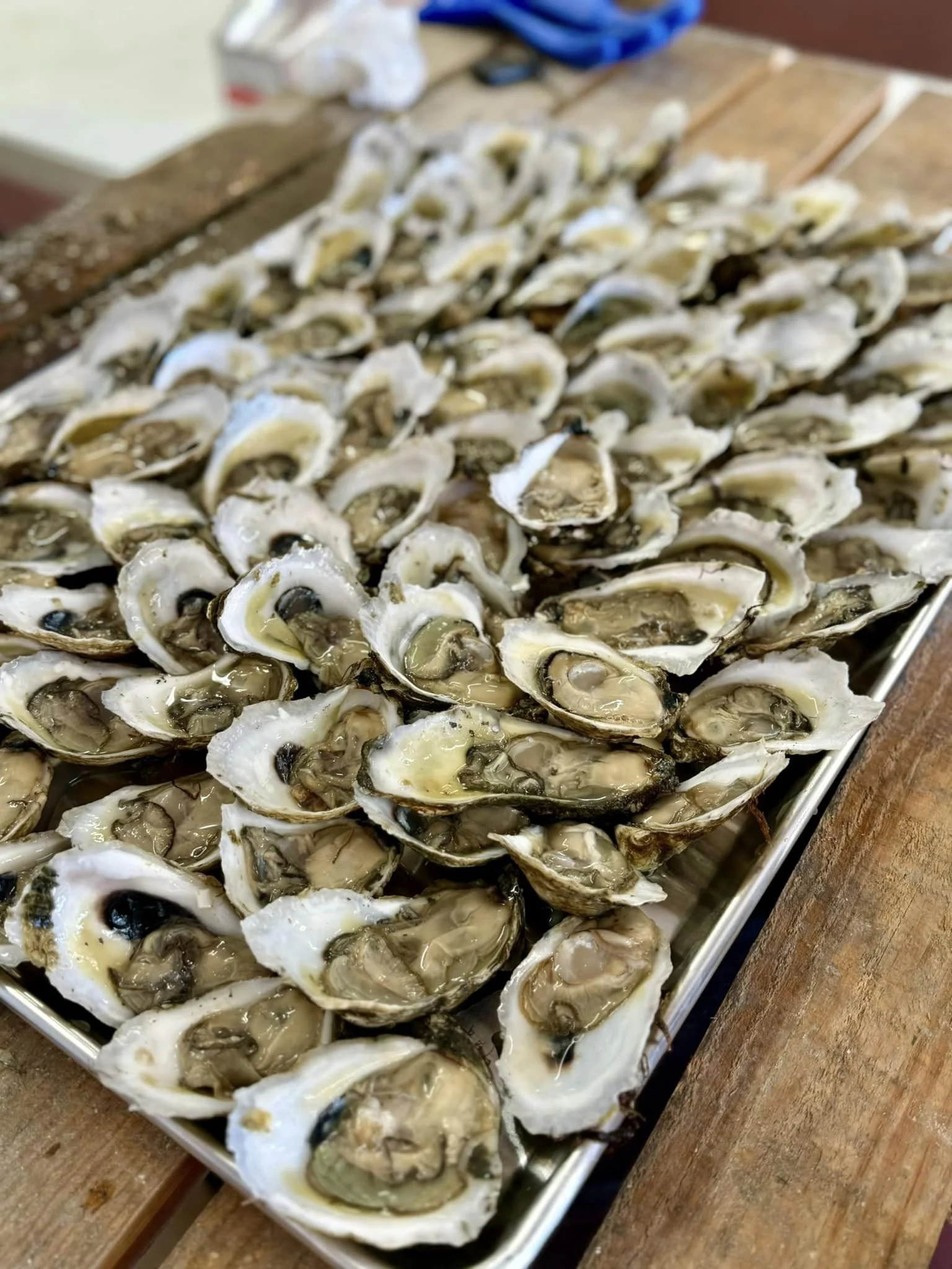 oysters1.jpg