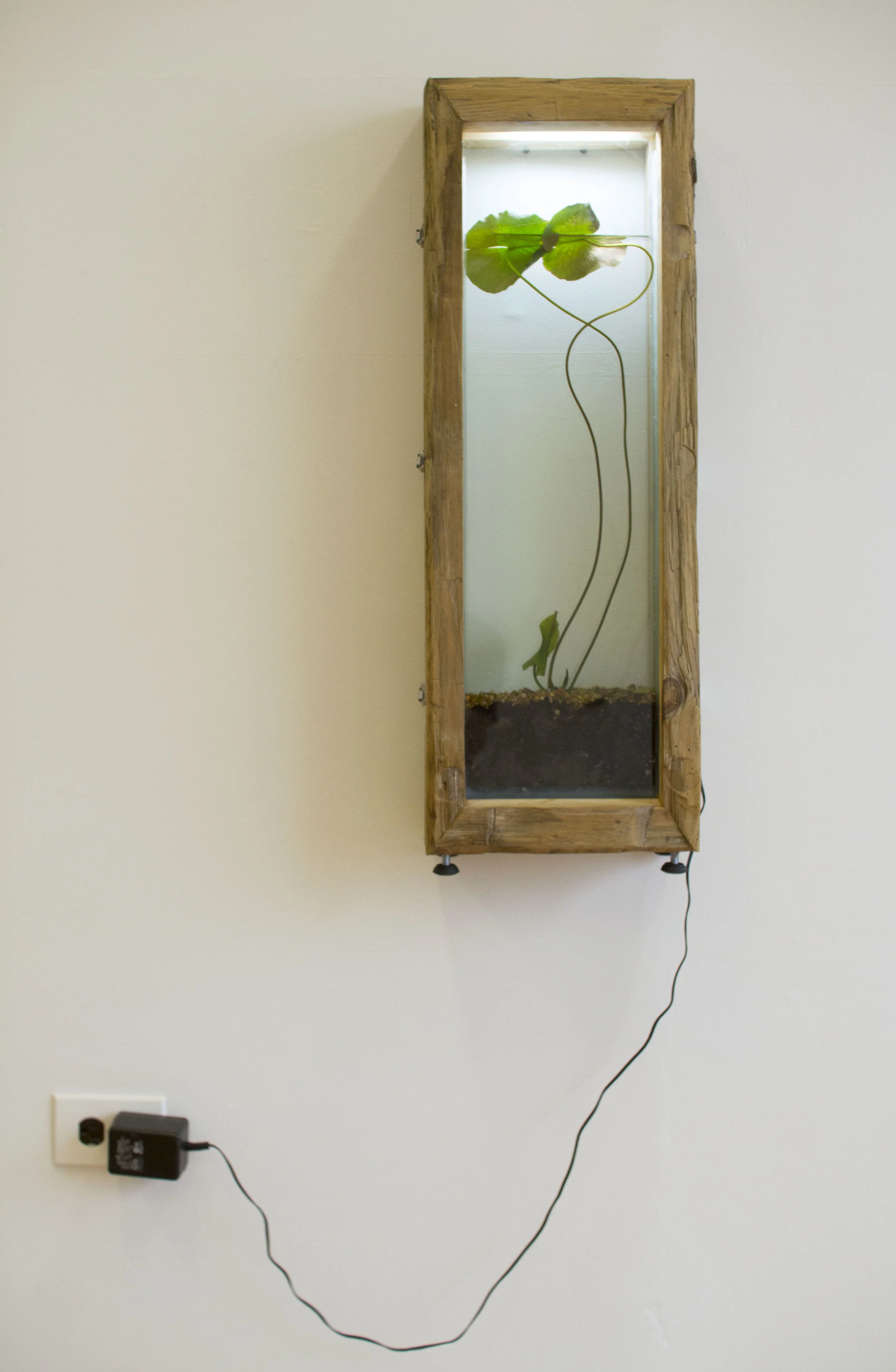 lilys on the wall.jpg