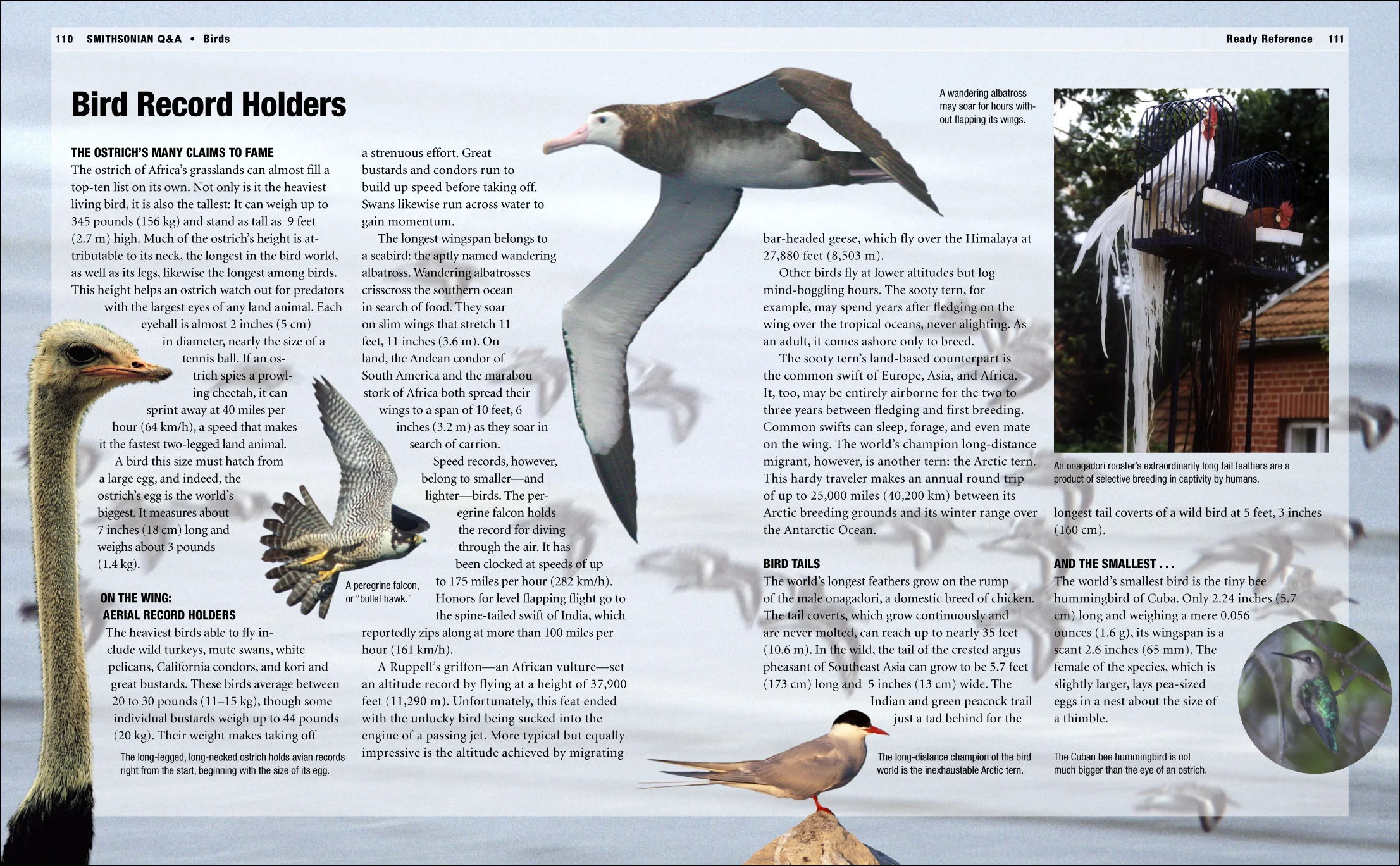 Q_A_Birds_RR_110-111.jpg