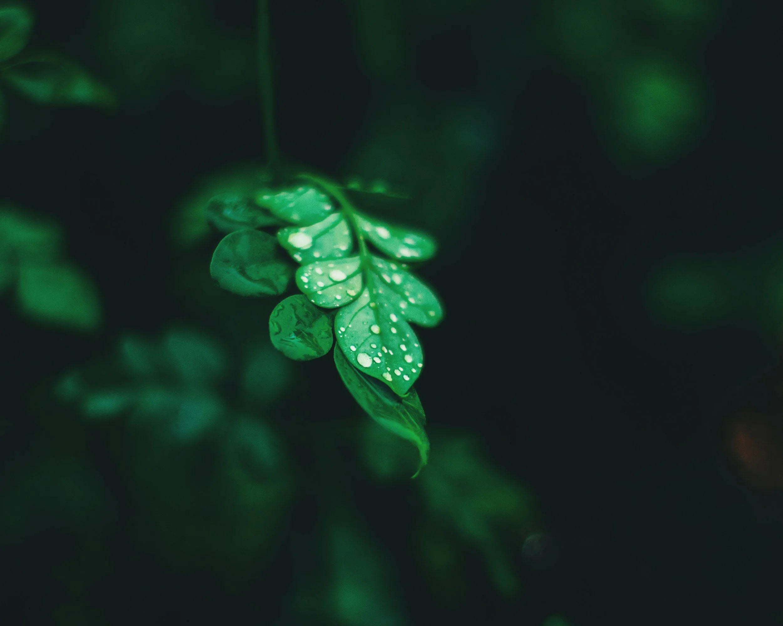 Green Cleaning in Commercial Spaces: Healthier for People, Better for the Planet