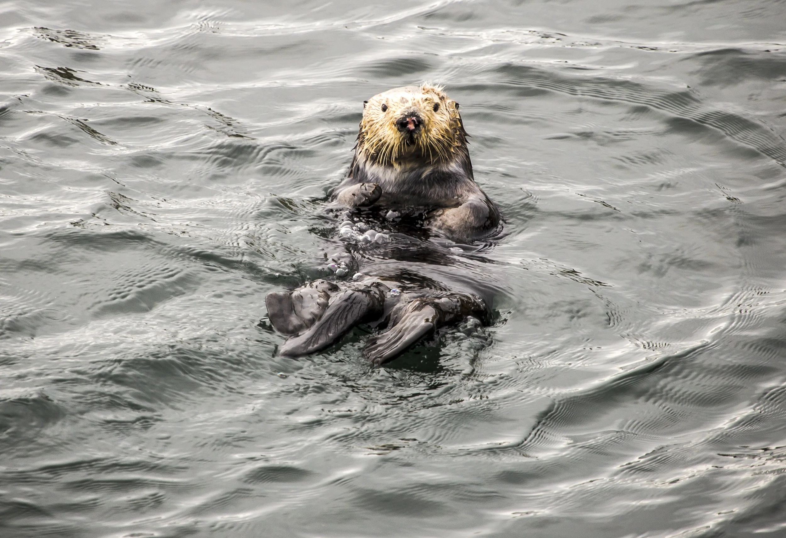 20140430otter.jpg