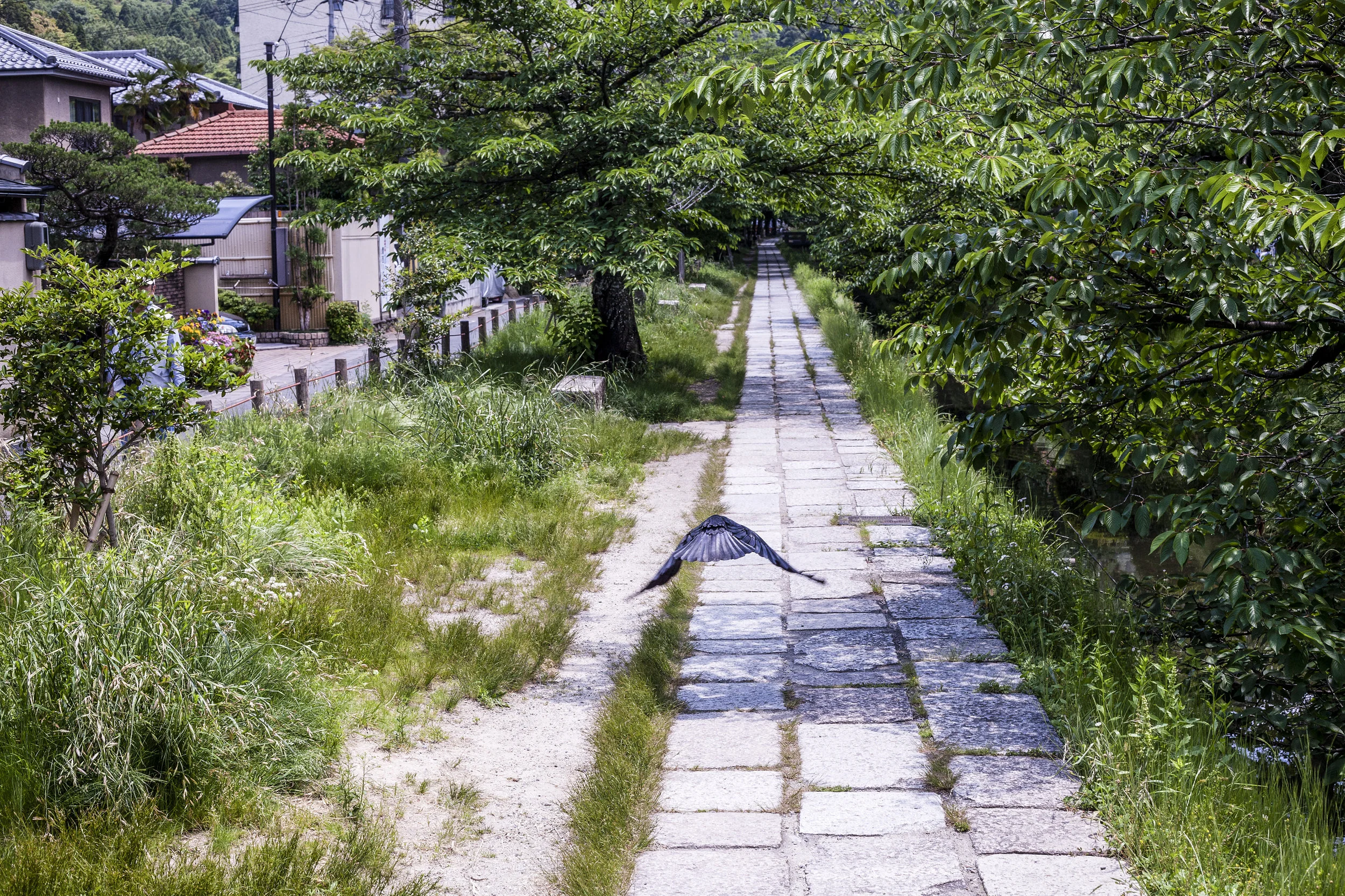2010 kyoto philo path japan.jpg