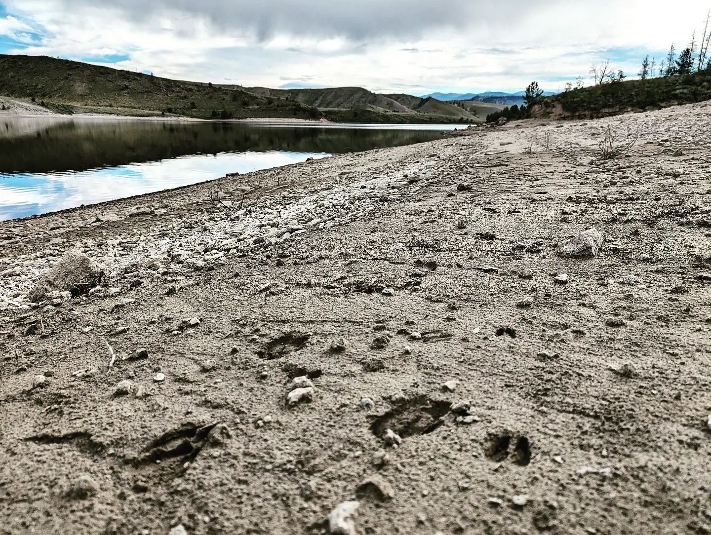 It looks like mama mule deer and her fawns were here recently
#footsteps #beach #muledeer #colorado #mountians #buslife #bohemianbyandyandnancy