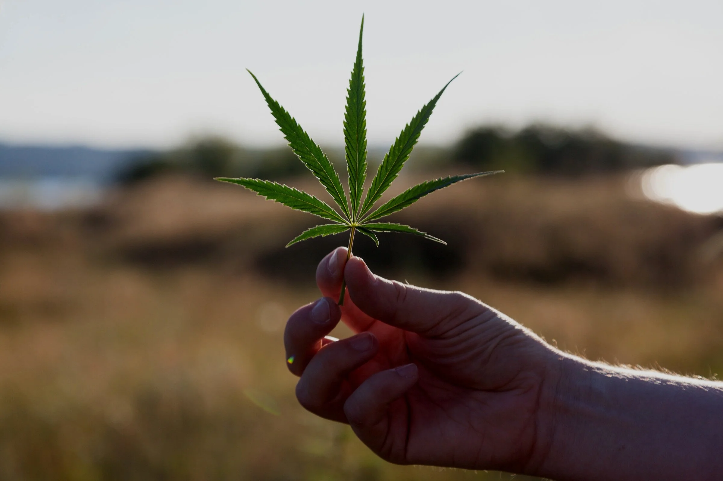 cannabisleaf.jpg