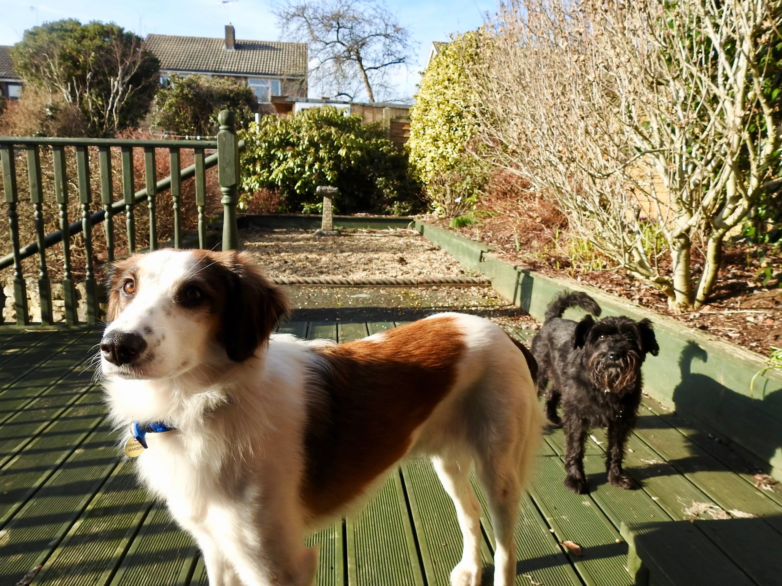 Pablo and Tinks enjoying the sunshine