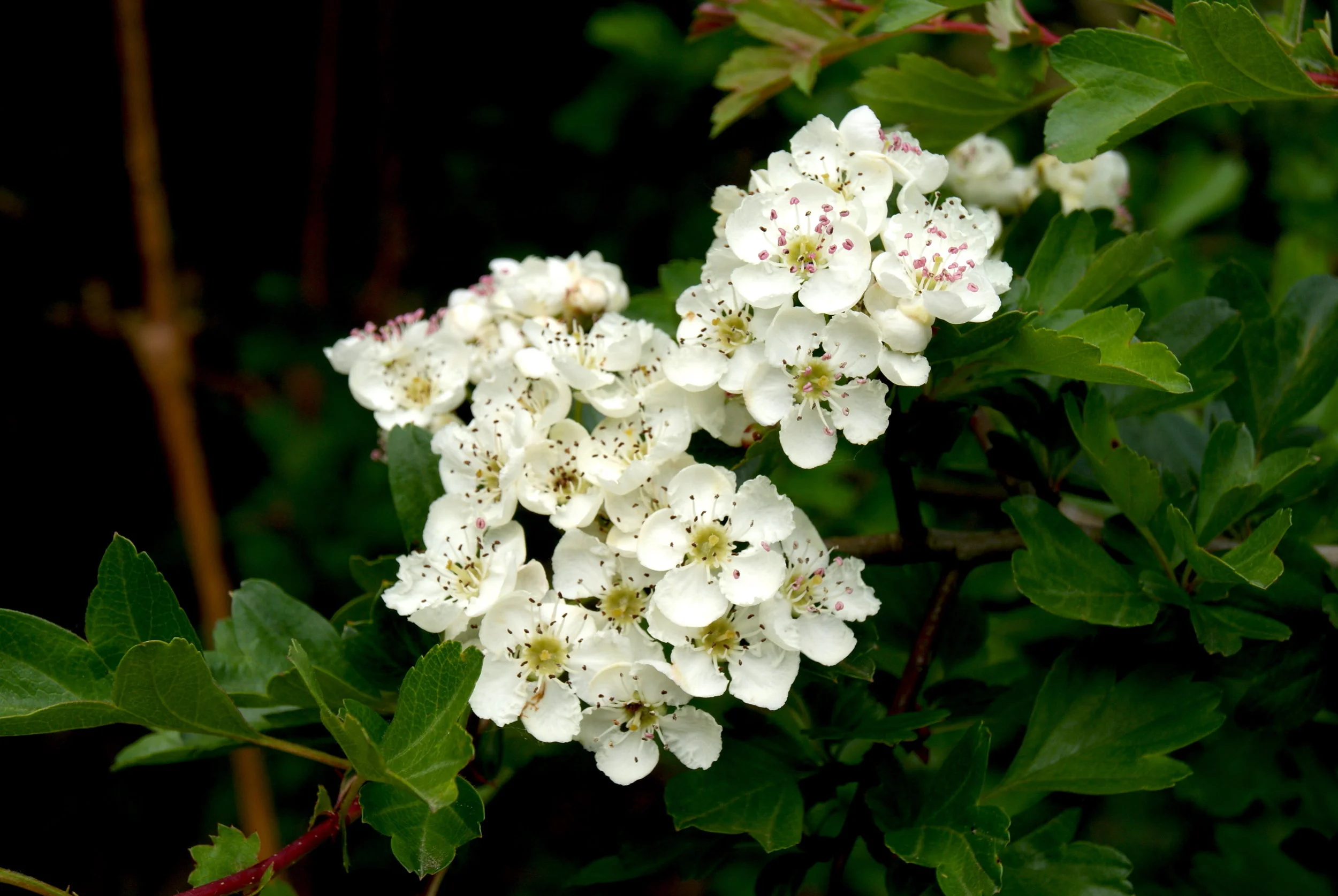 Hawthorn ‘mayflowers’ in bloom