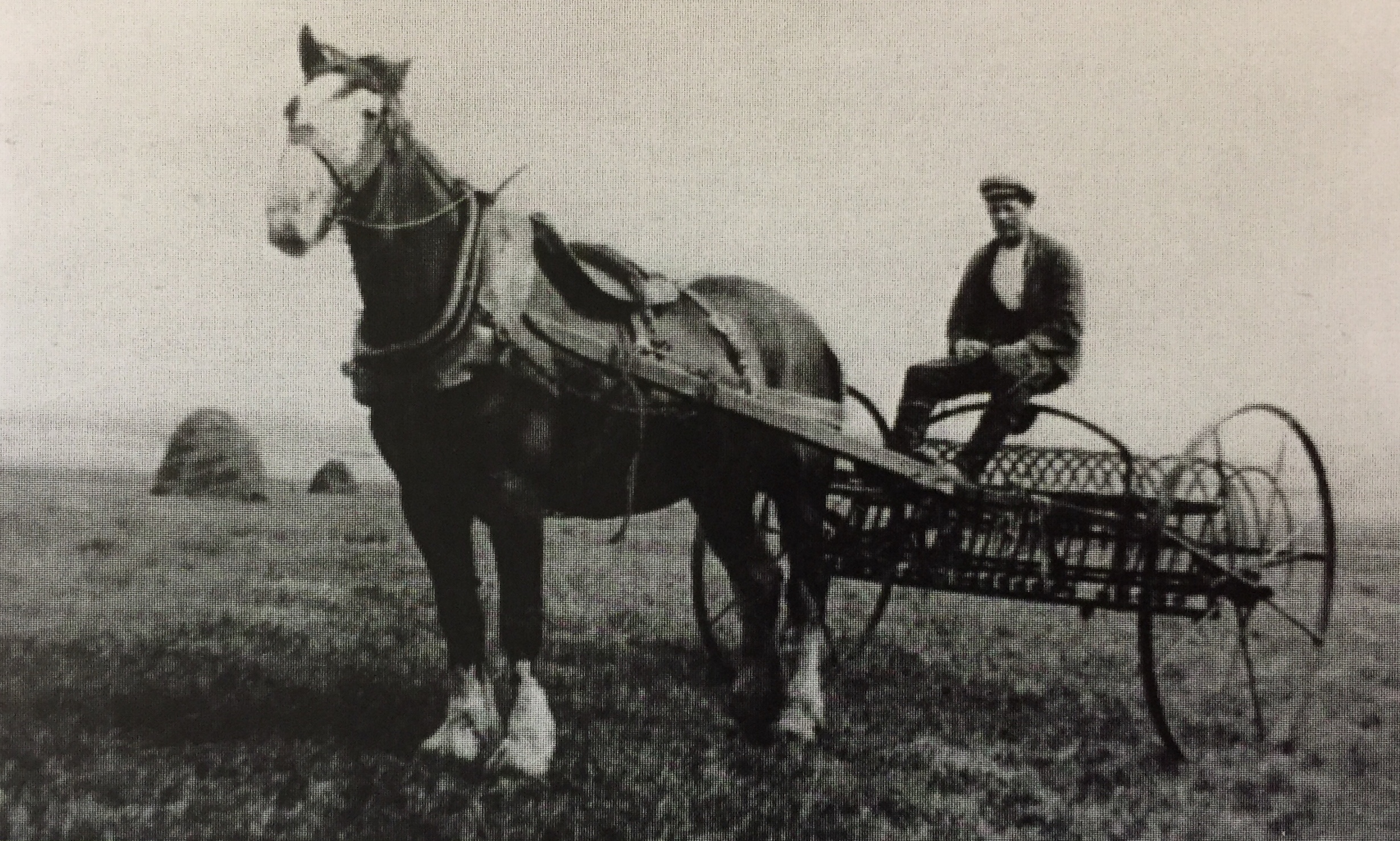 ‘Jimmy Struthers working the hay-rake 1940s; moorland beyond’. Photo: John Struthers from From Peat Bog to Conifer Forest by Ruth Tittensor.