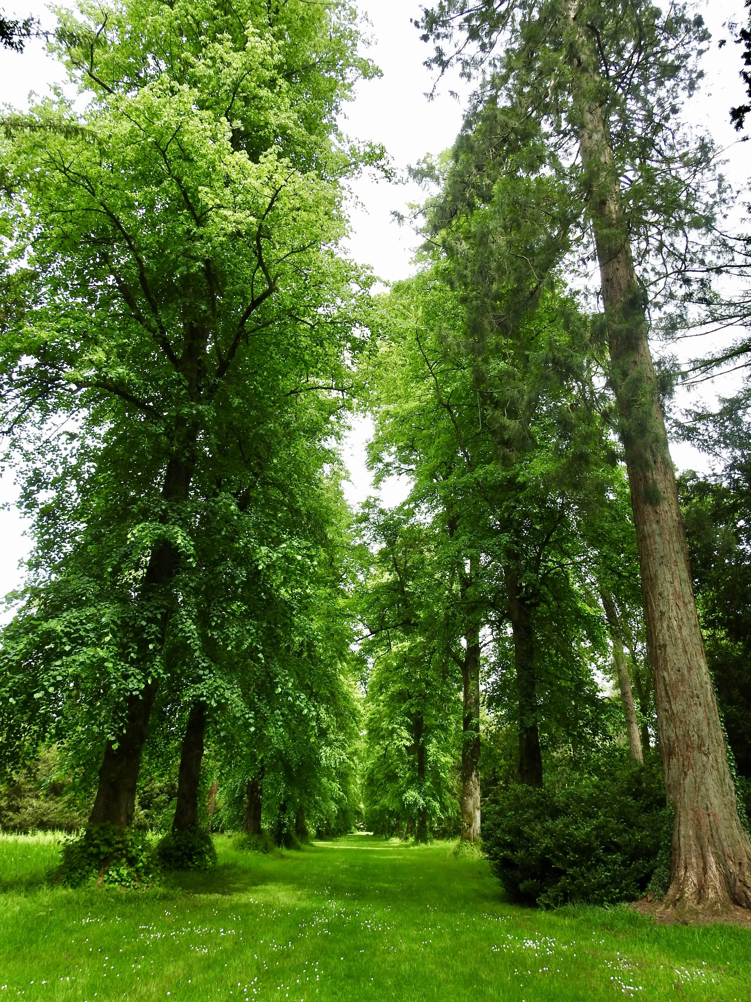 Avenue of lime trees, Westonbirt Arboretum