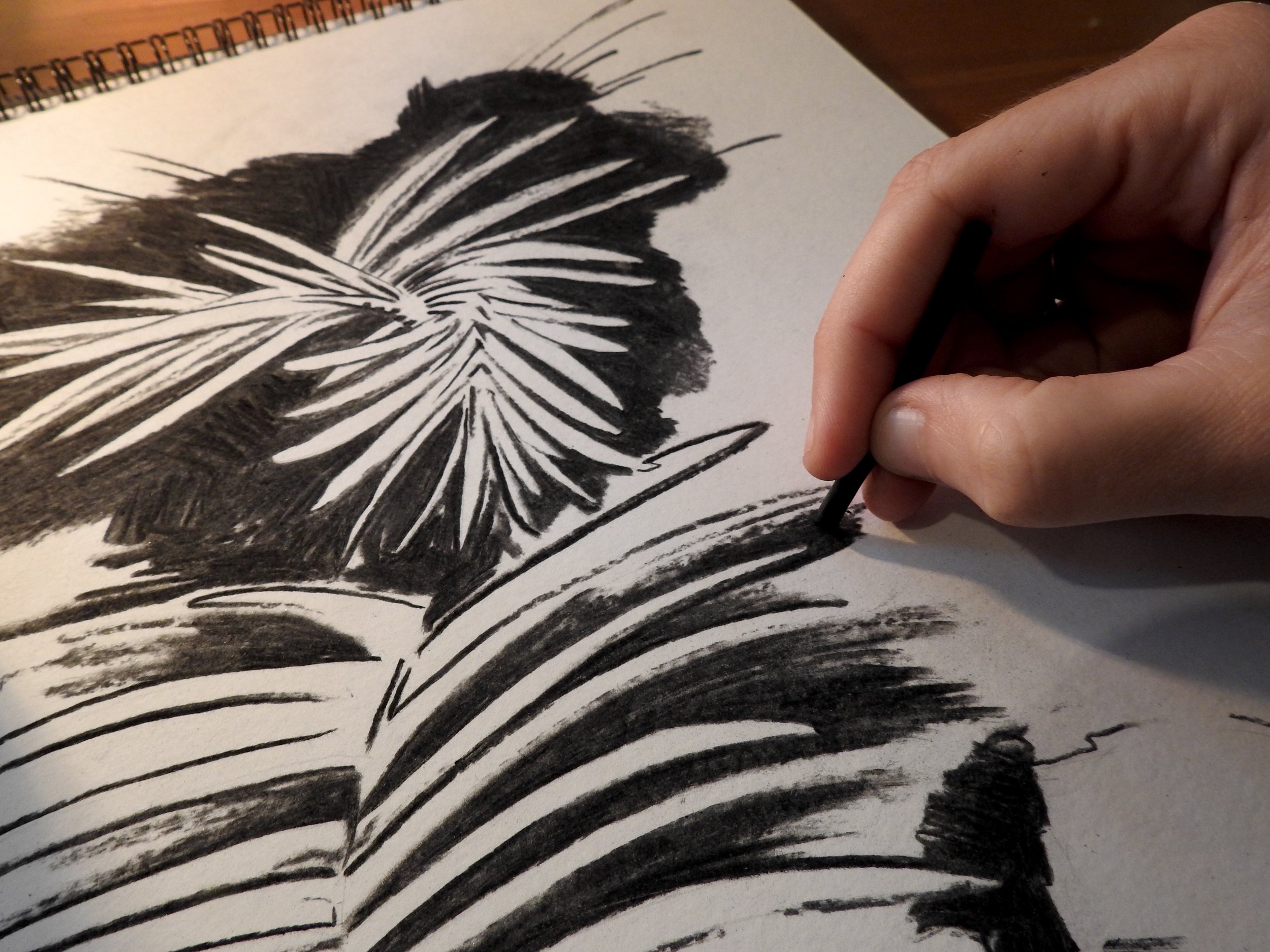 Drawing a Wollemi pine, one of my favourite species at the arboretum