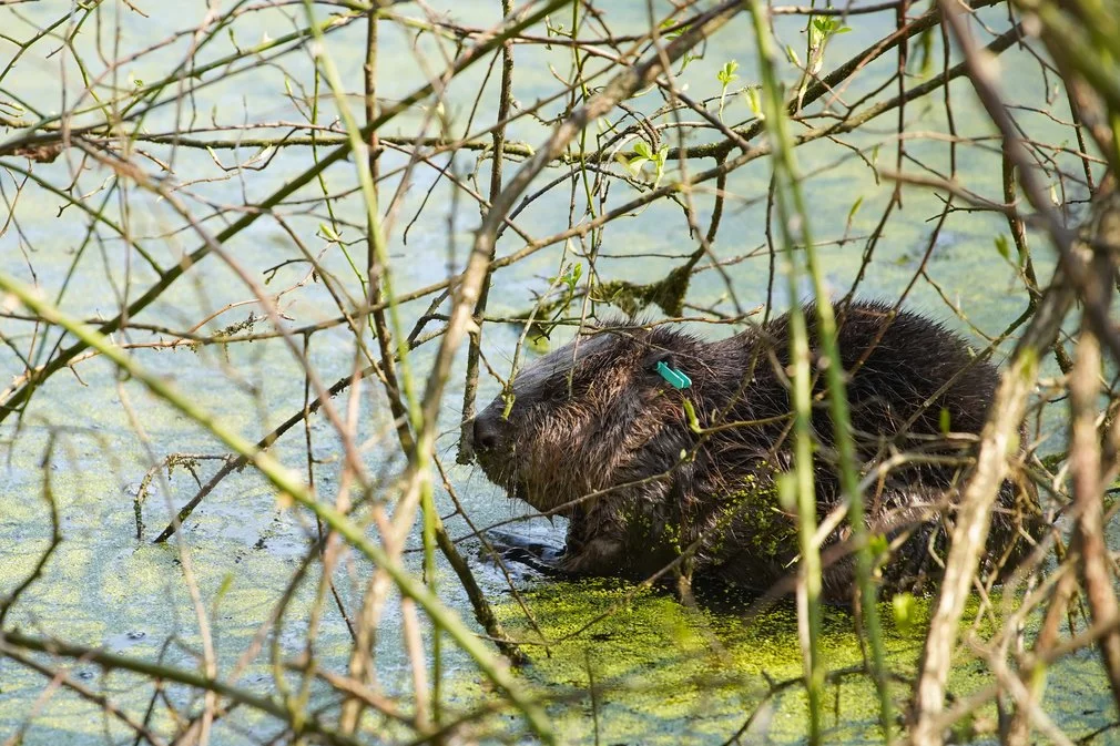 One of the reintroduced beavers © Forestry England