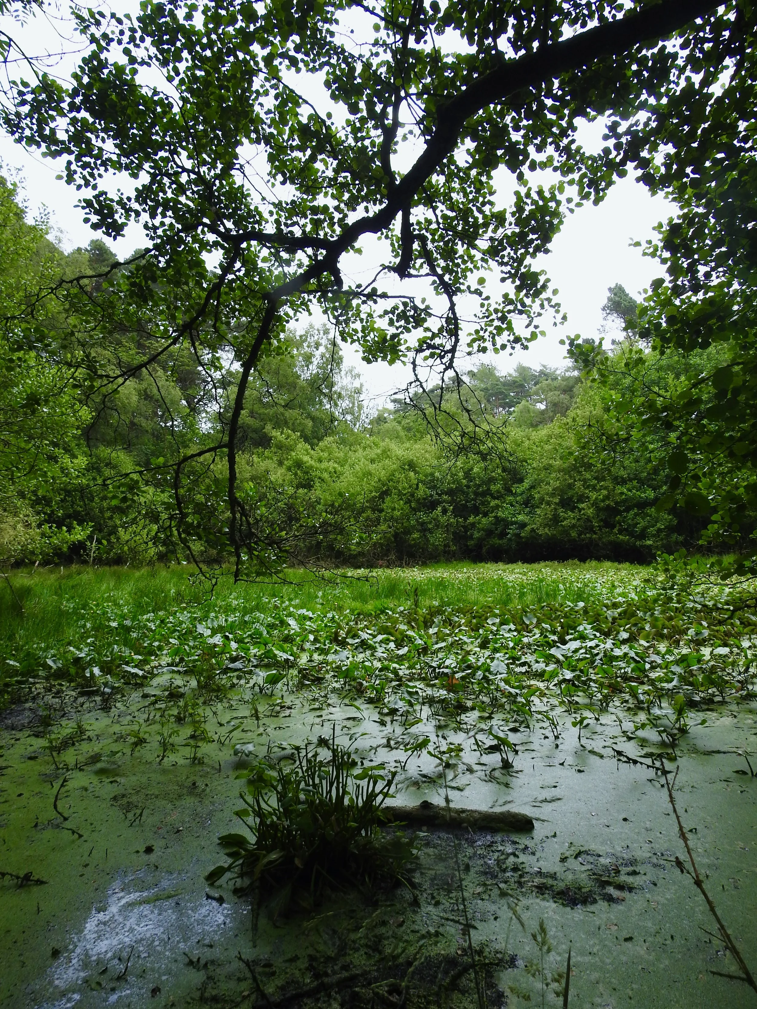 The enclosure pond