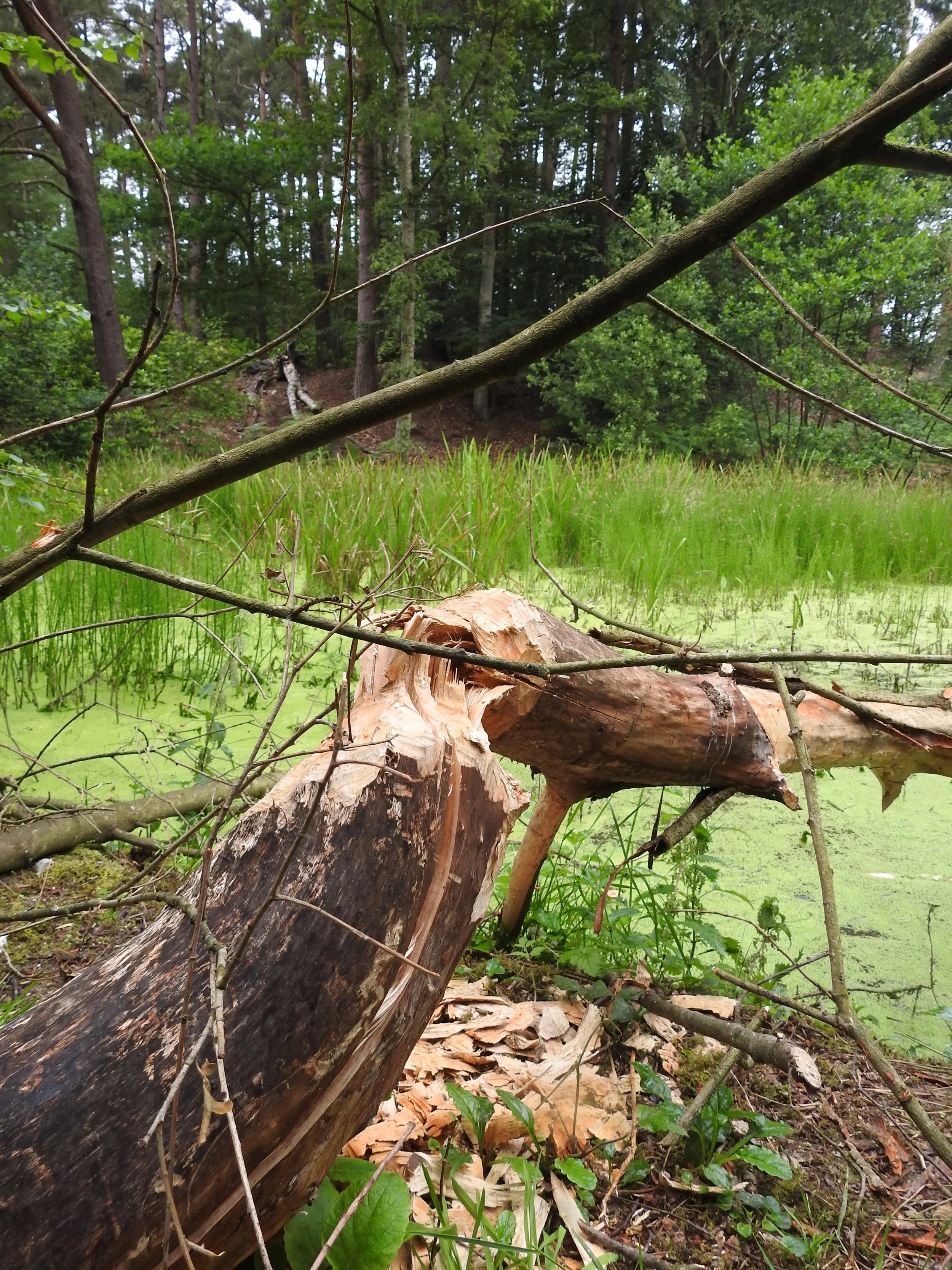 Chewed tree stumps
