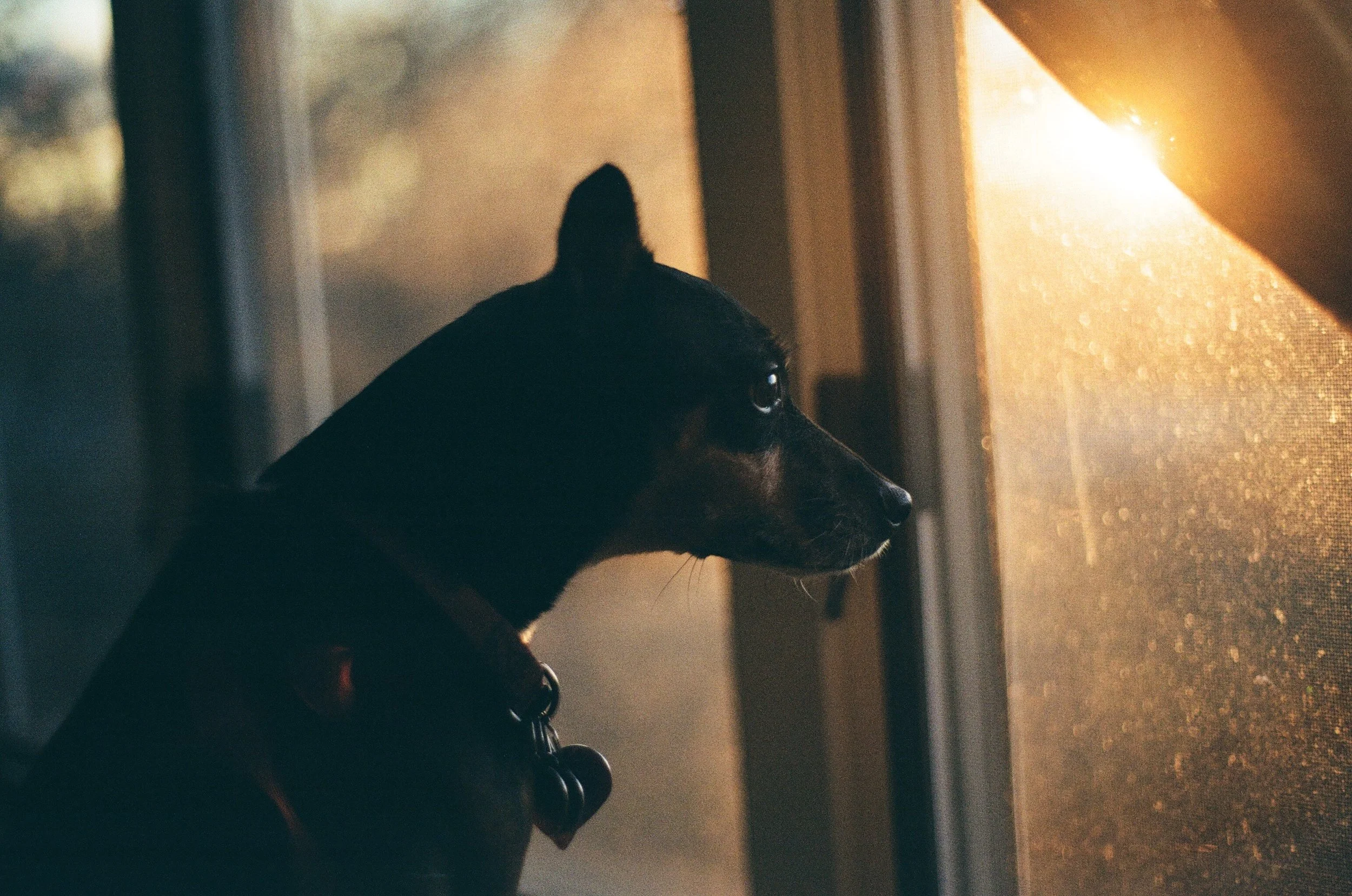 CHLOE