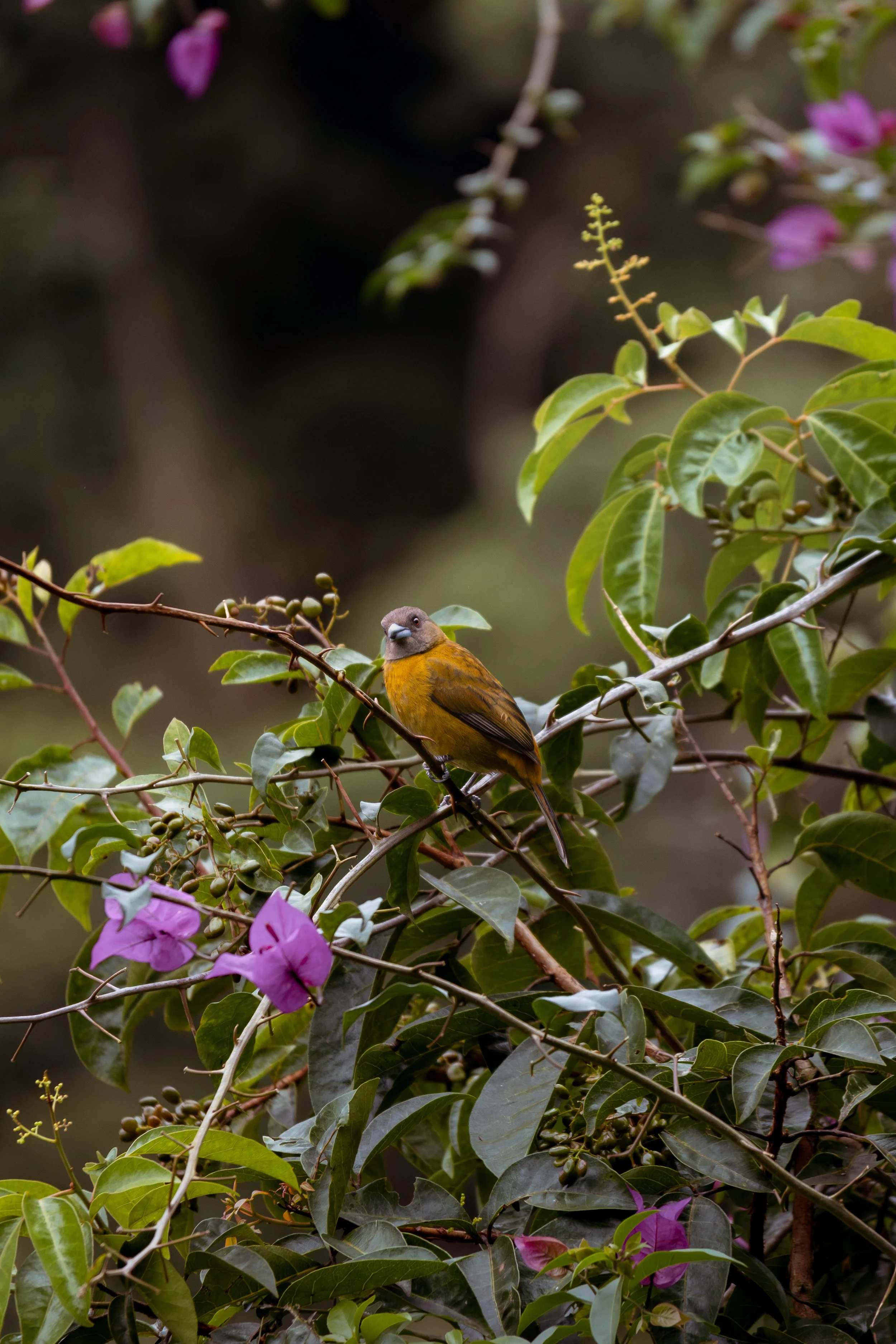  Scarlett-Rumped Tanager 